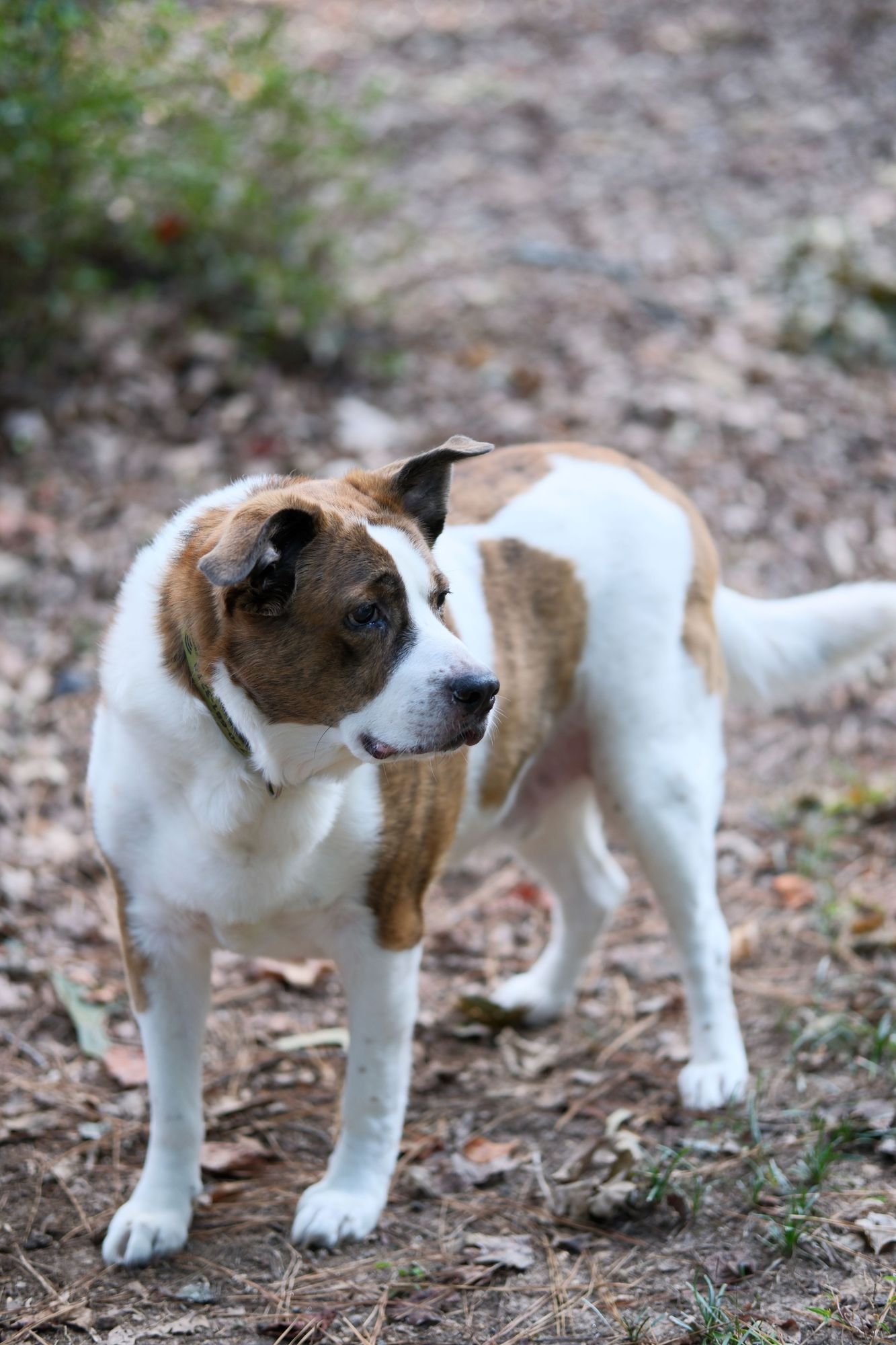 A white and brown dog standing in his yard, surveying with his head slightly turned toward the right side of the screen, brown leaves in the background.