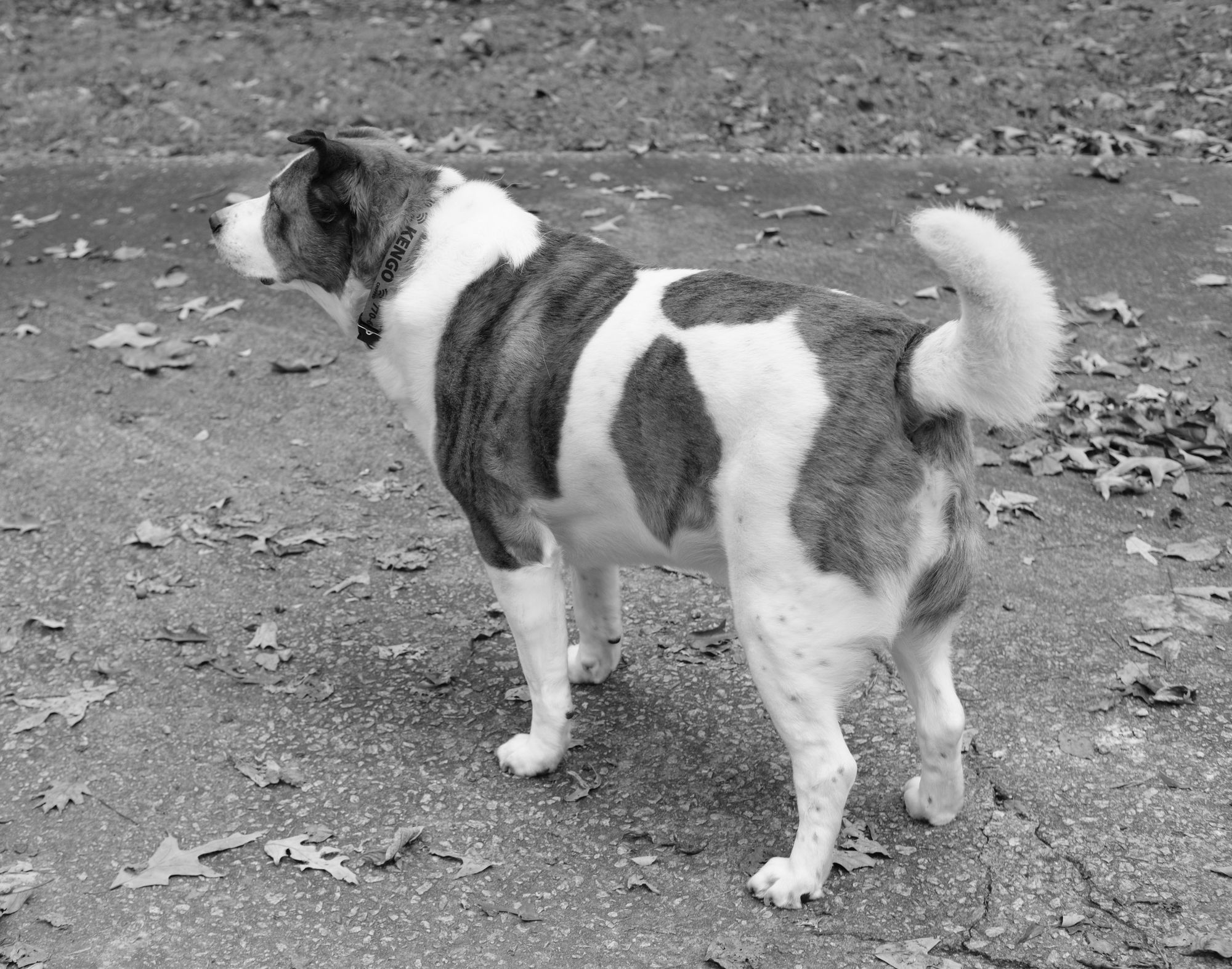 A dog in monochrome standing on the driveway at home, landscape view with his head on the left and his curled up tail on the right