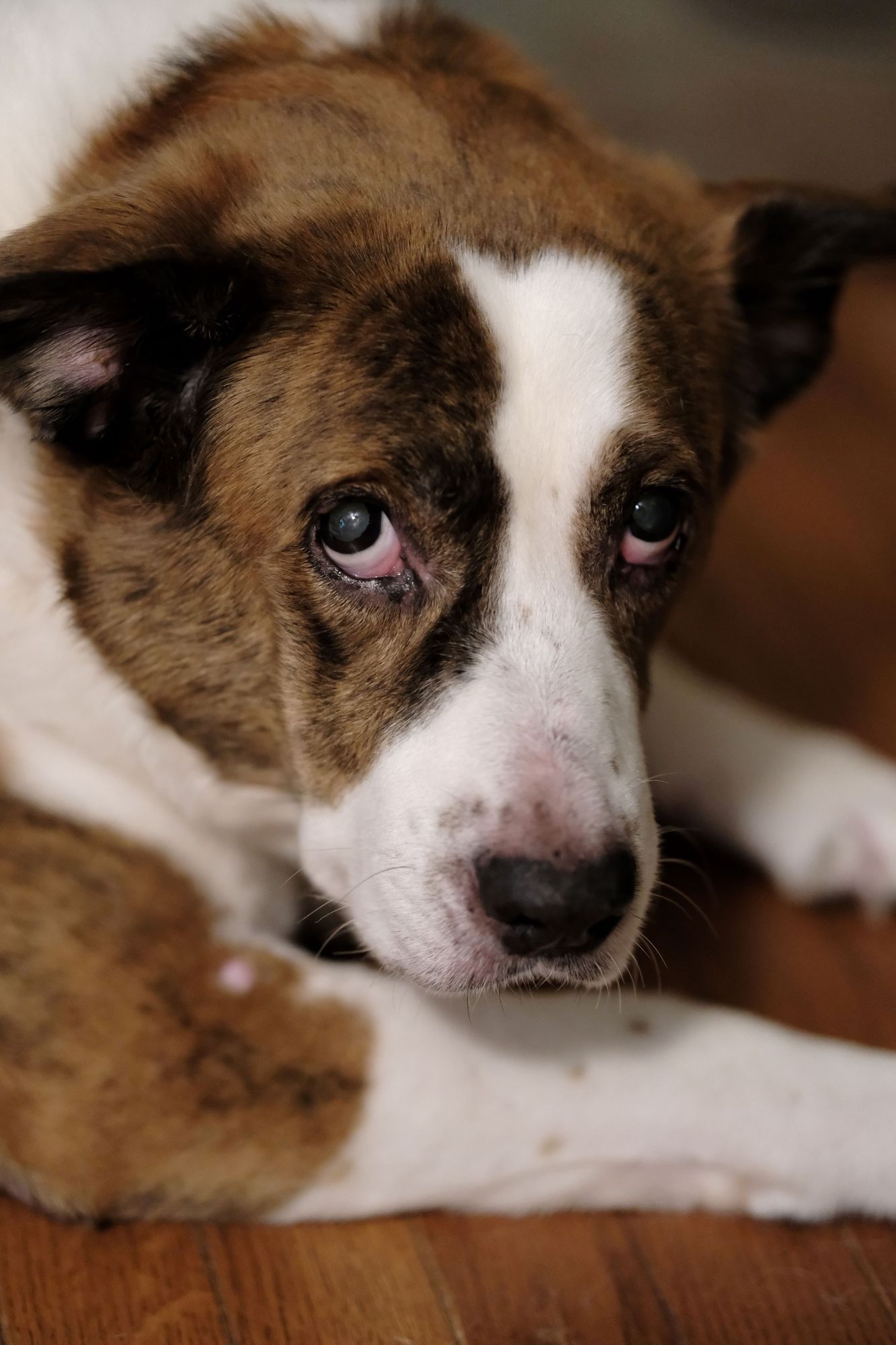 A white and brown dog face closeup, lying on the hard floor, looking at the camera with a little concerned look.