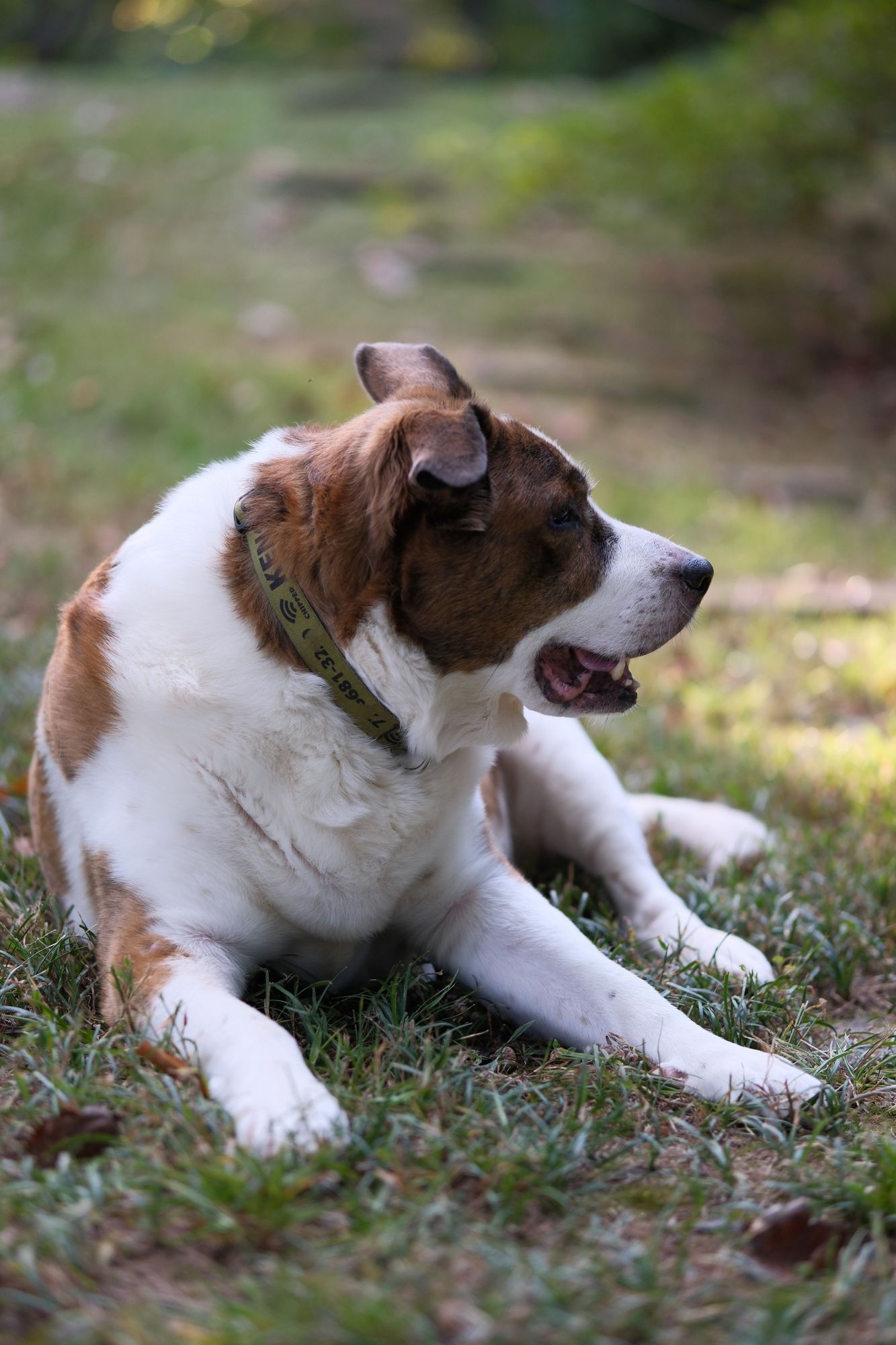 A white and brown dog lying on his yard, looking toward the right side of the screen