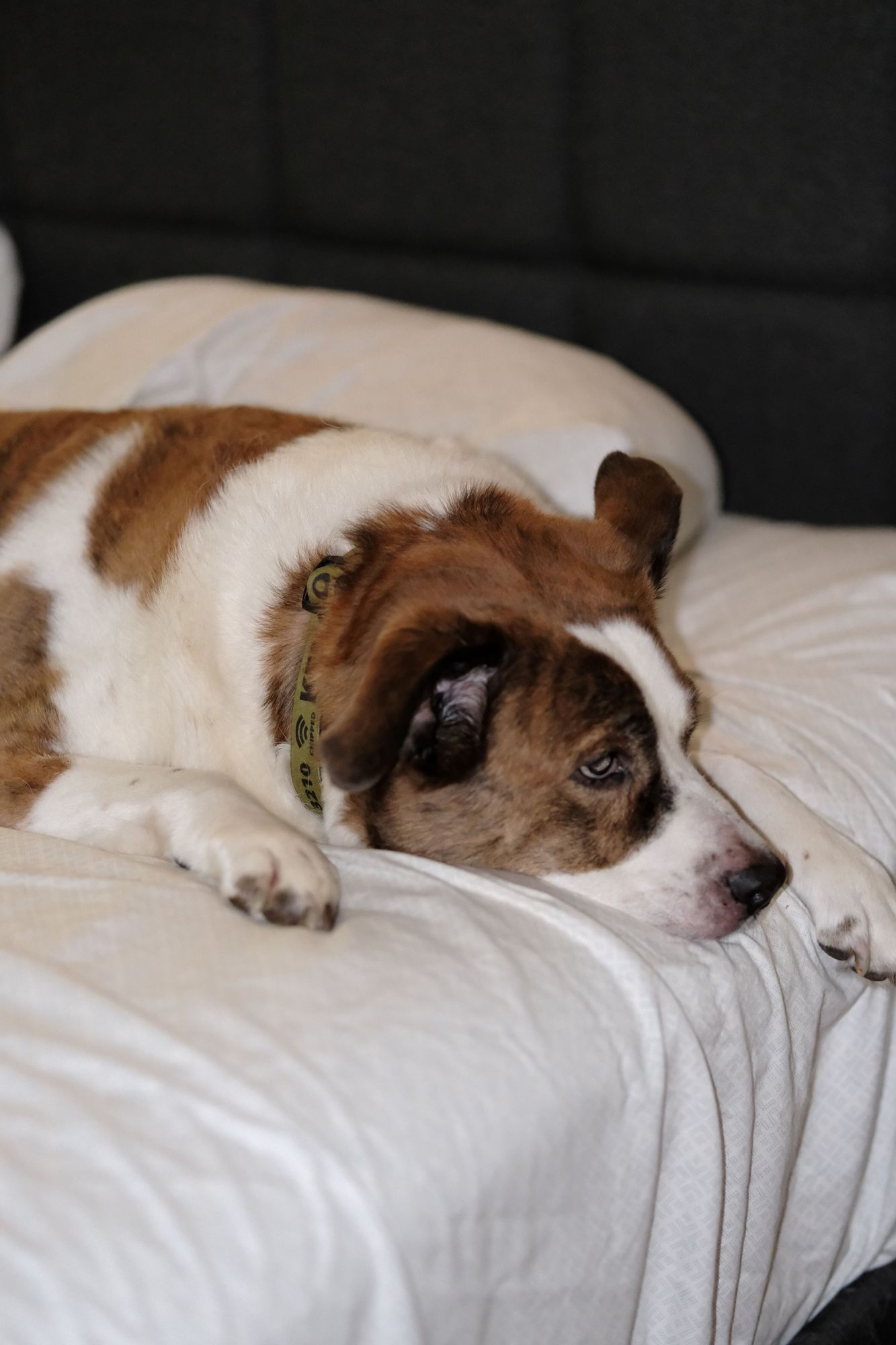 A white and brown dog lying in bed, still looking a bit sleepy