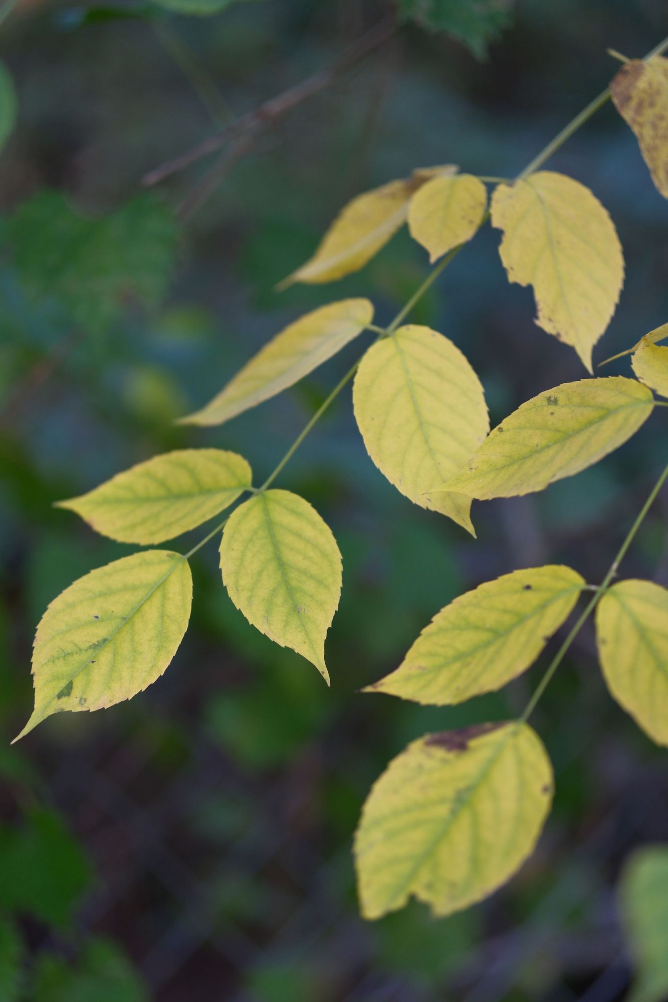 Yellow leaves on branches, an autumn touch