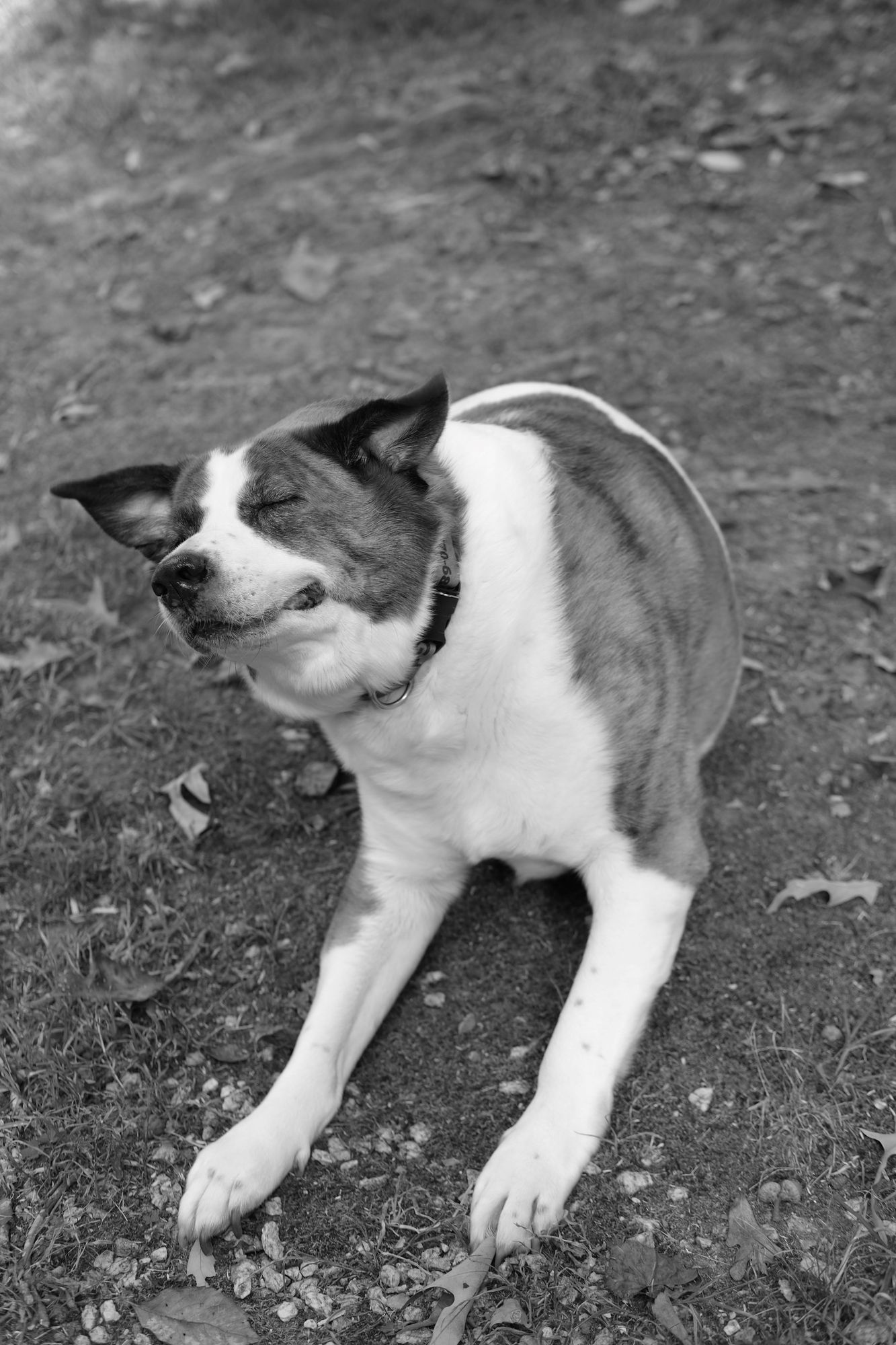 A two-color dog in monochrome sitting in his yard, scratching his right ear with his right rear paw. Kind of 'feel good' face.