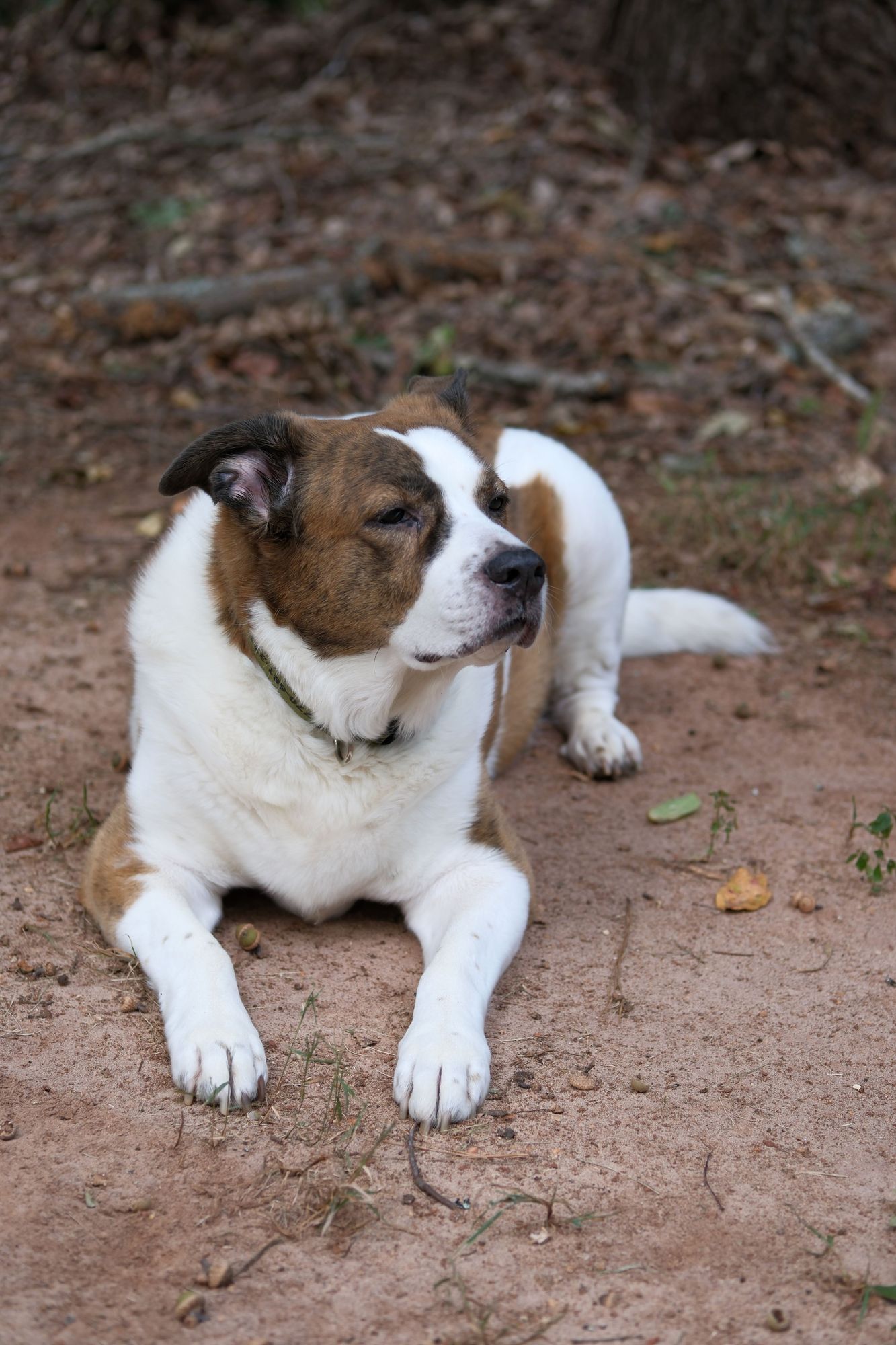 A white and brown dog lying in the ground of his yard, with his head toward the right, sensing something