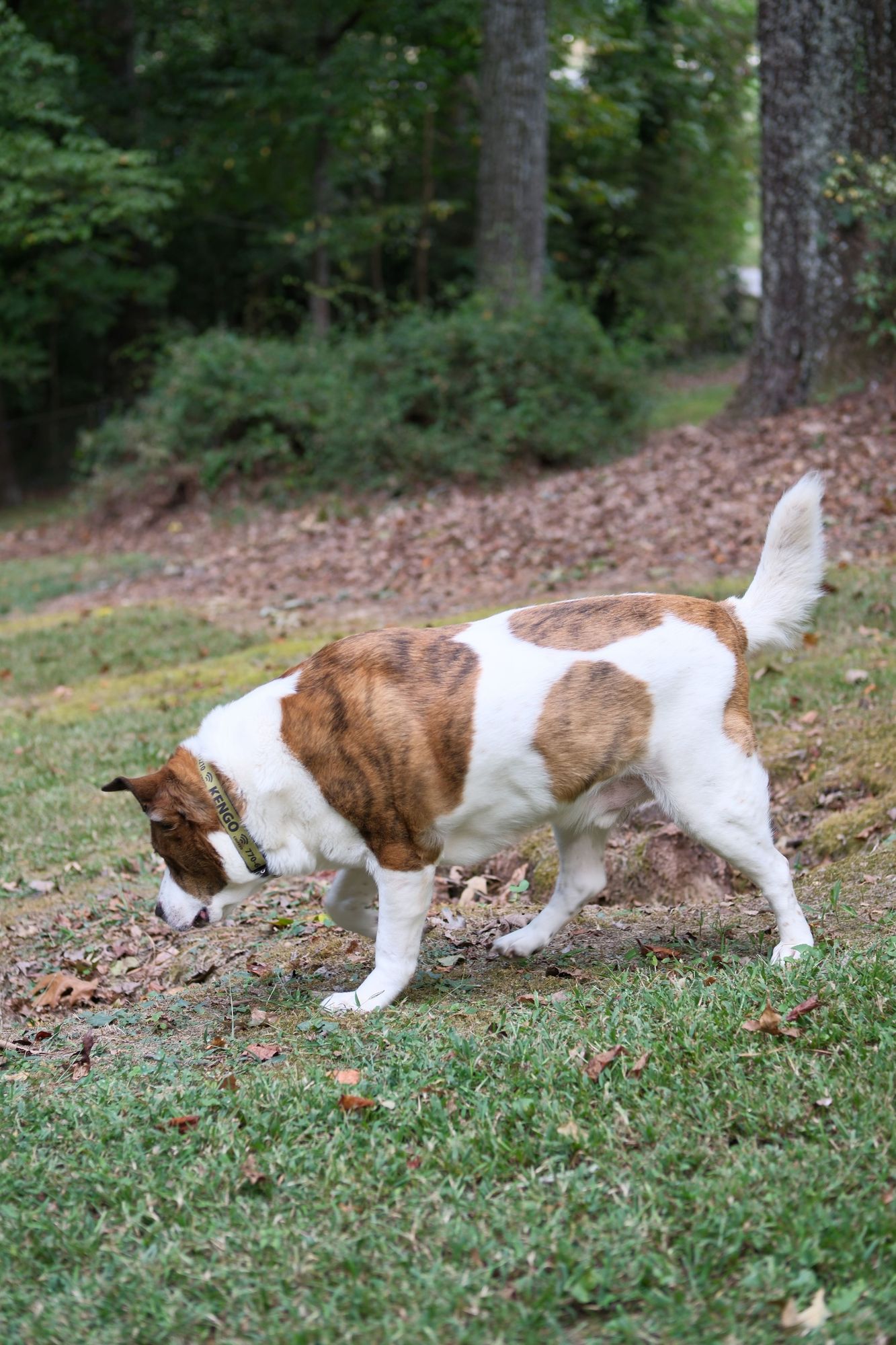 A white and brown dog walking in his yard, with his head down on the left side, and his tail up on the right side. Trees and bushes in the background