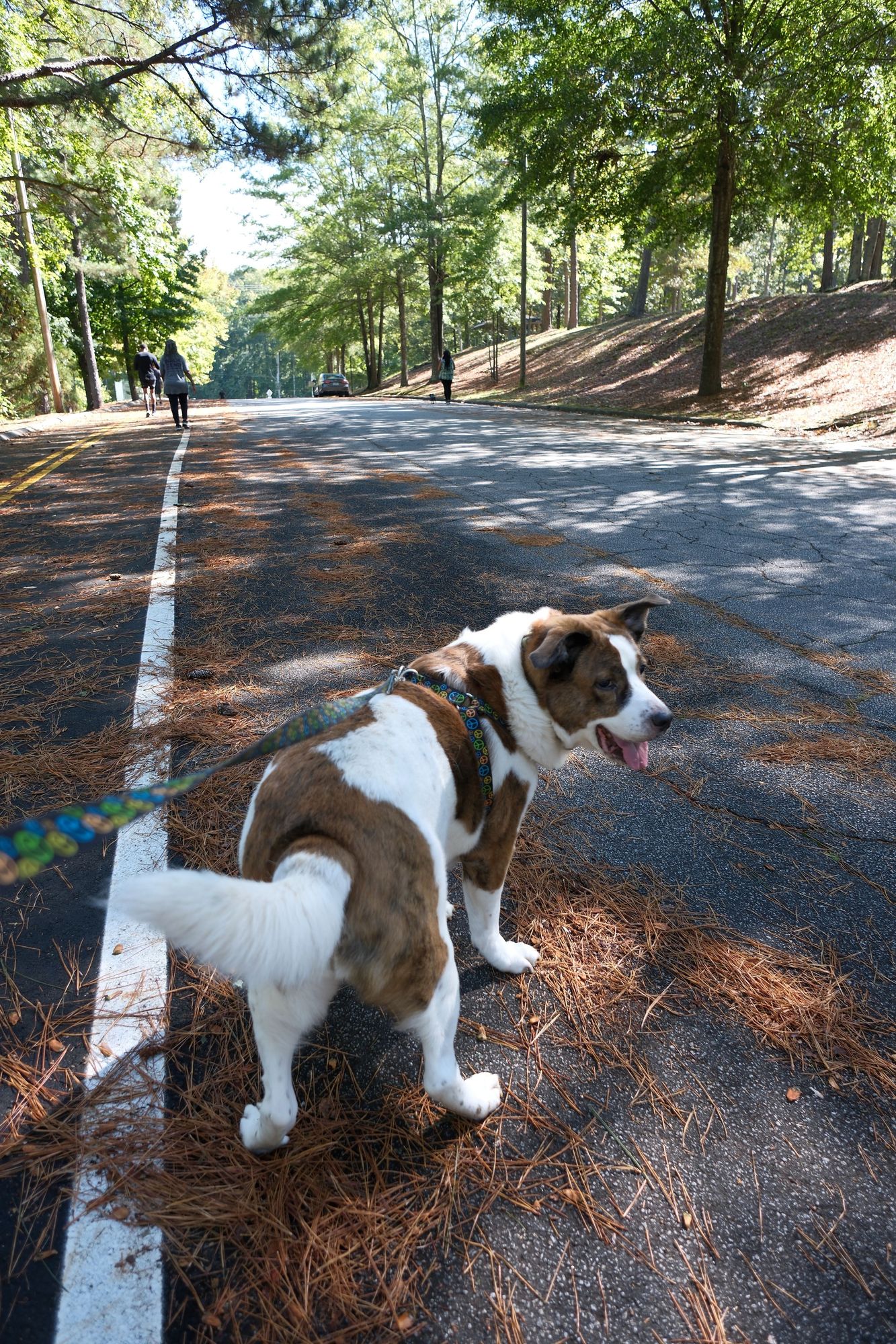 A white and brown dog standing on the pavement walk of a park, with a lot of brown pine needles. Trees far ahead and some people walking  