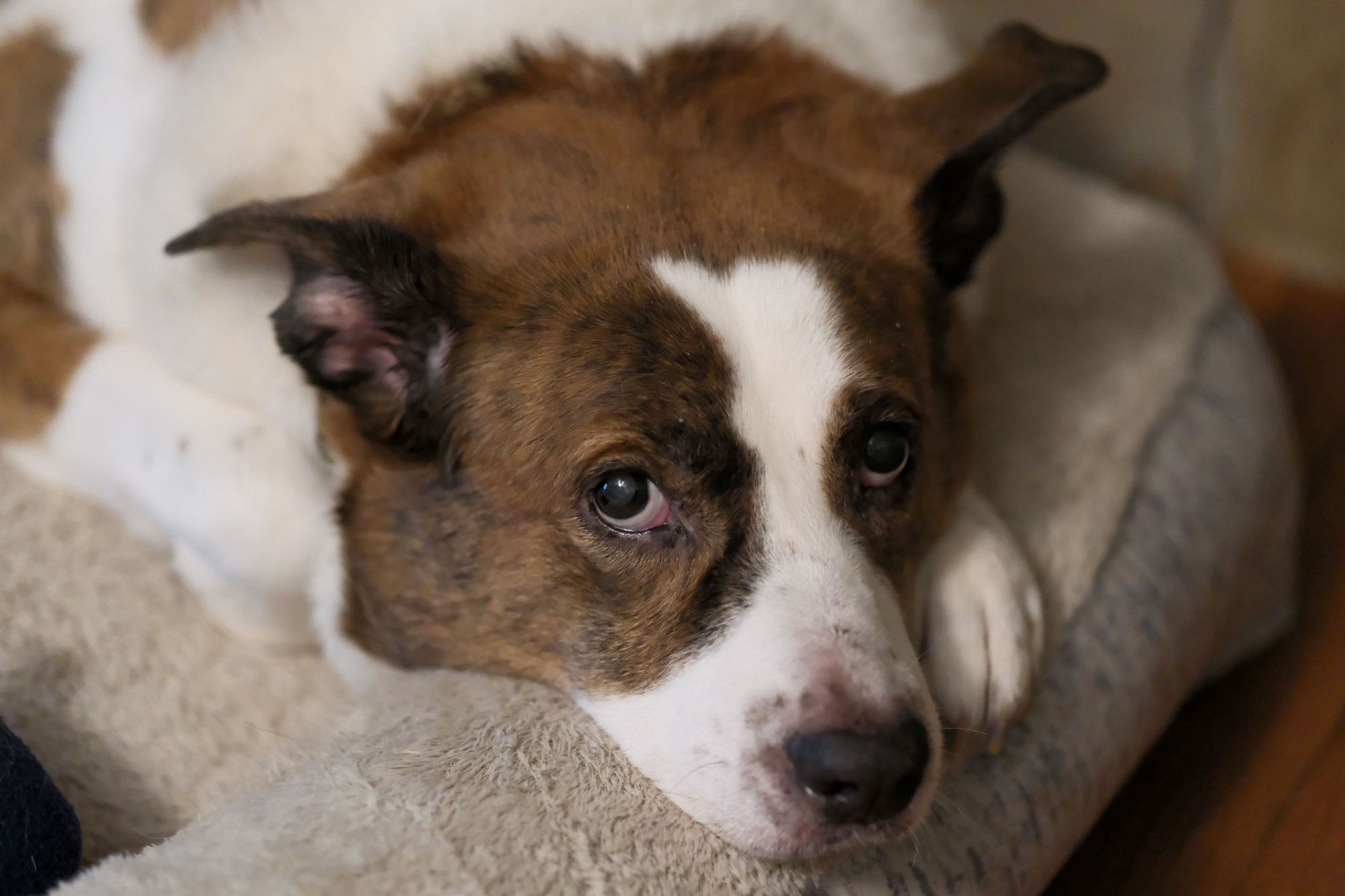 A white and brown dog lying on his bed with his left front paw and his chin on the edge of the bed, looking straight at the camera