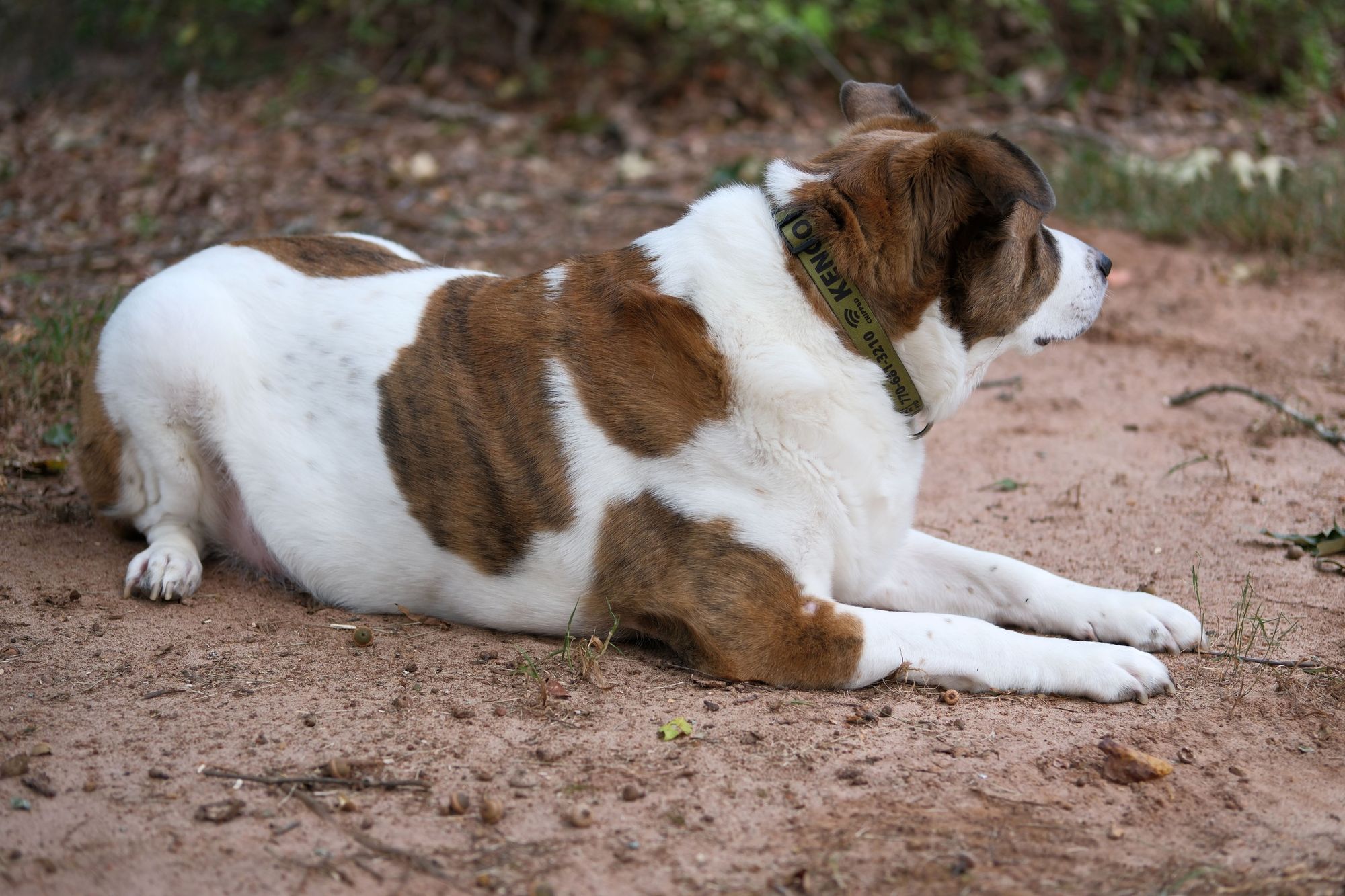 A white and brown dog lying on the ground in his yard, with his head on the right side surveying the area