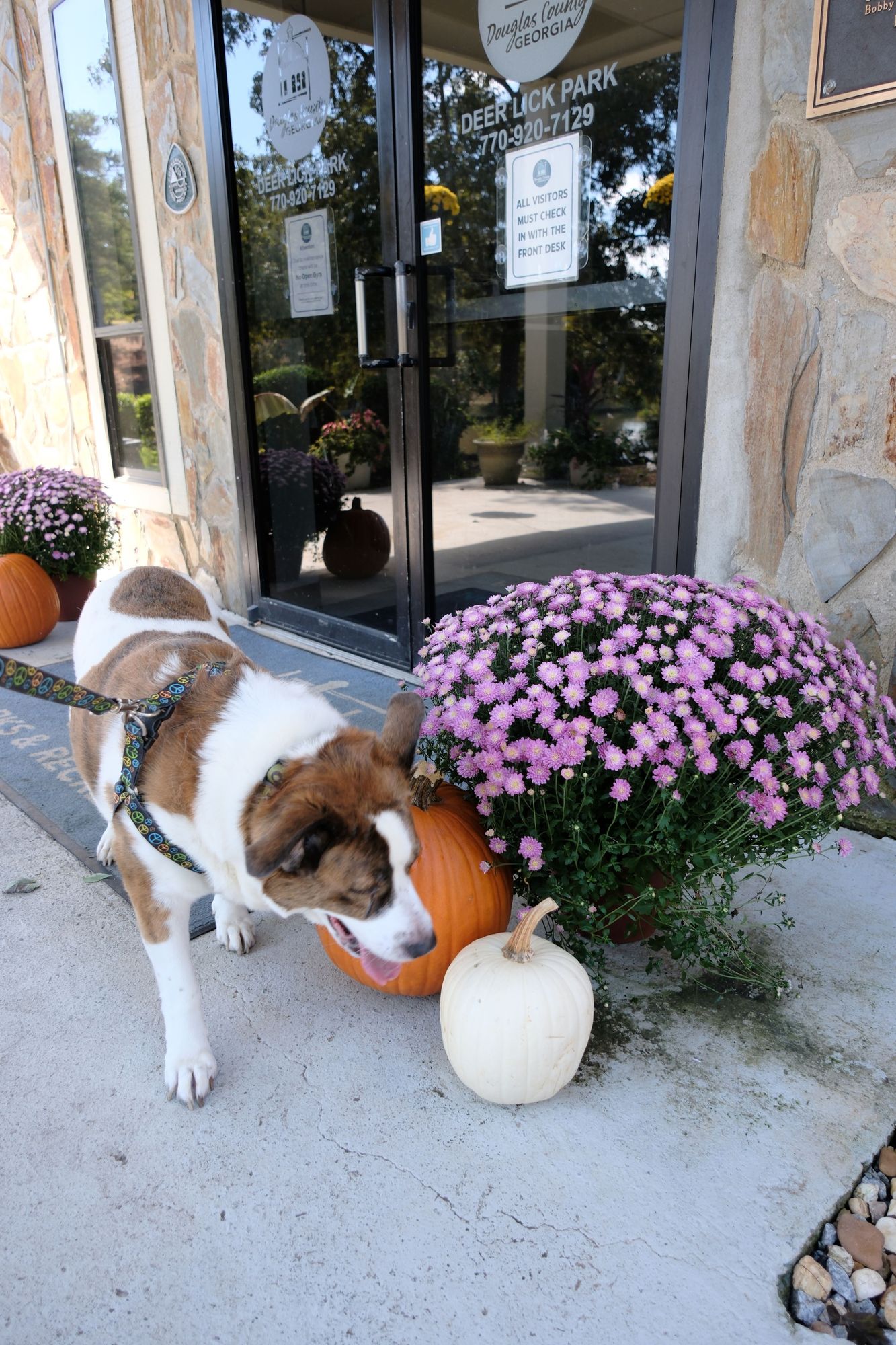 A white and brown dog checking pumpkins placed in front of the park office, with pink mums