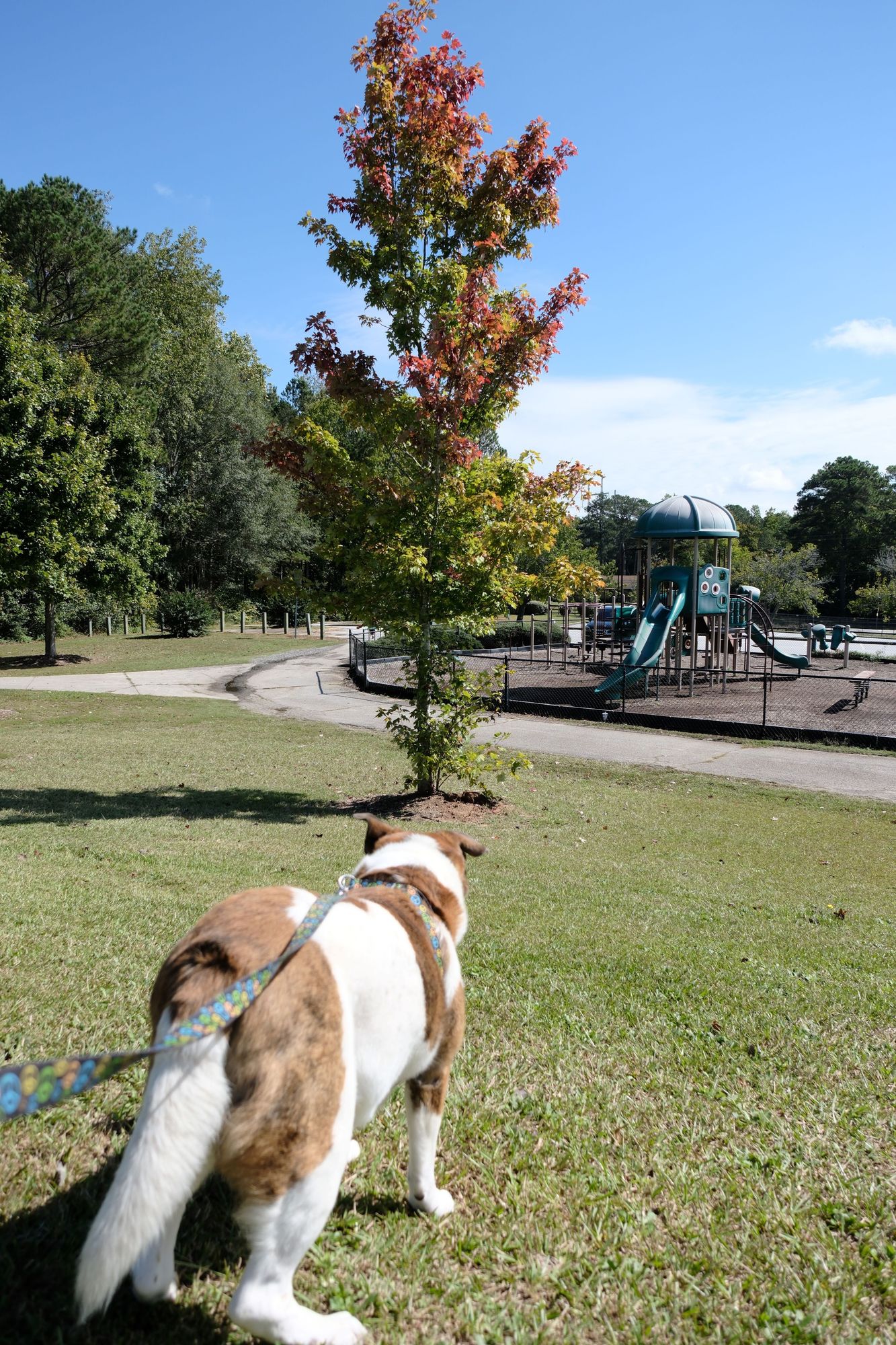 A white and brown dog standing on a field in front of him is a tree with leaves half changing into orange, and slide for kids on the right