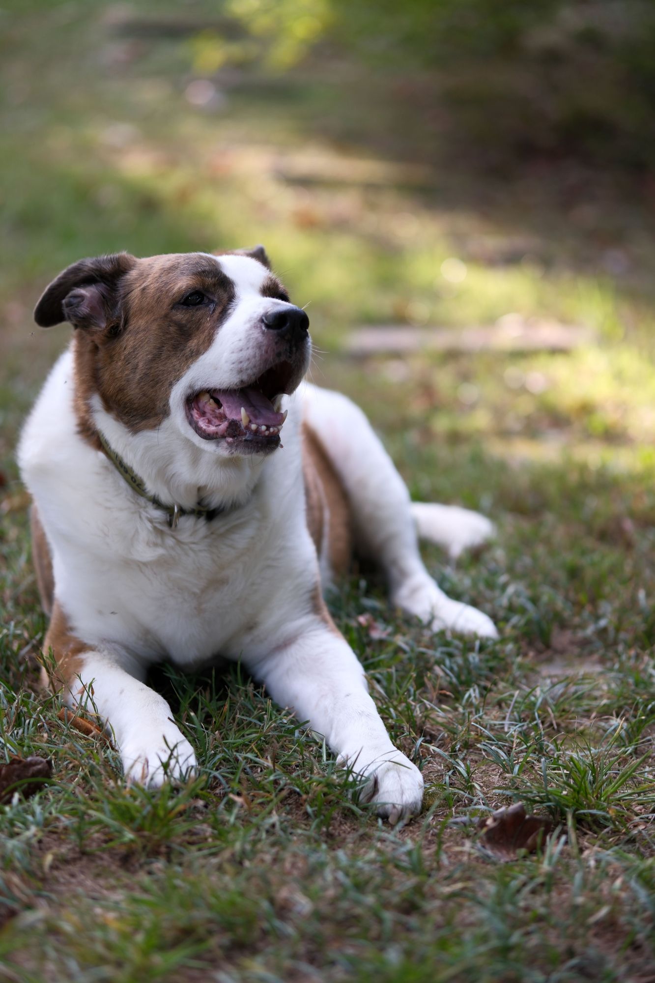 A white and brown dog lying on his yard, with his head up slightly toward the right side of the screen