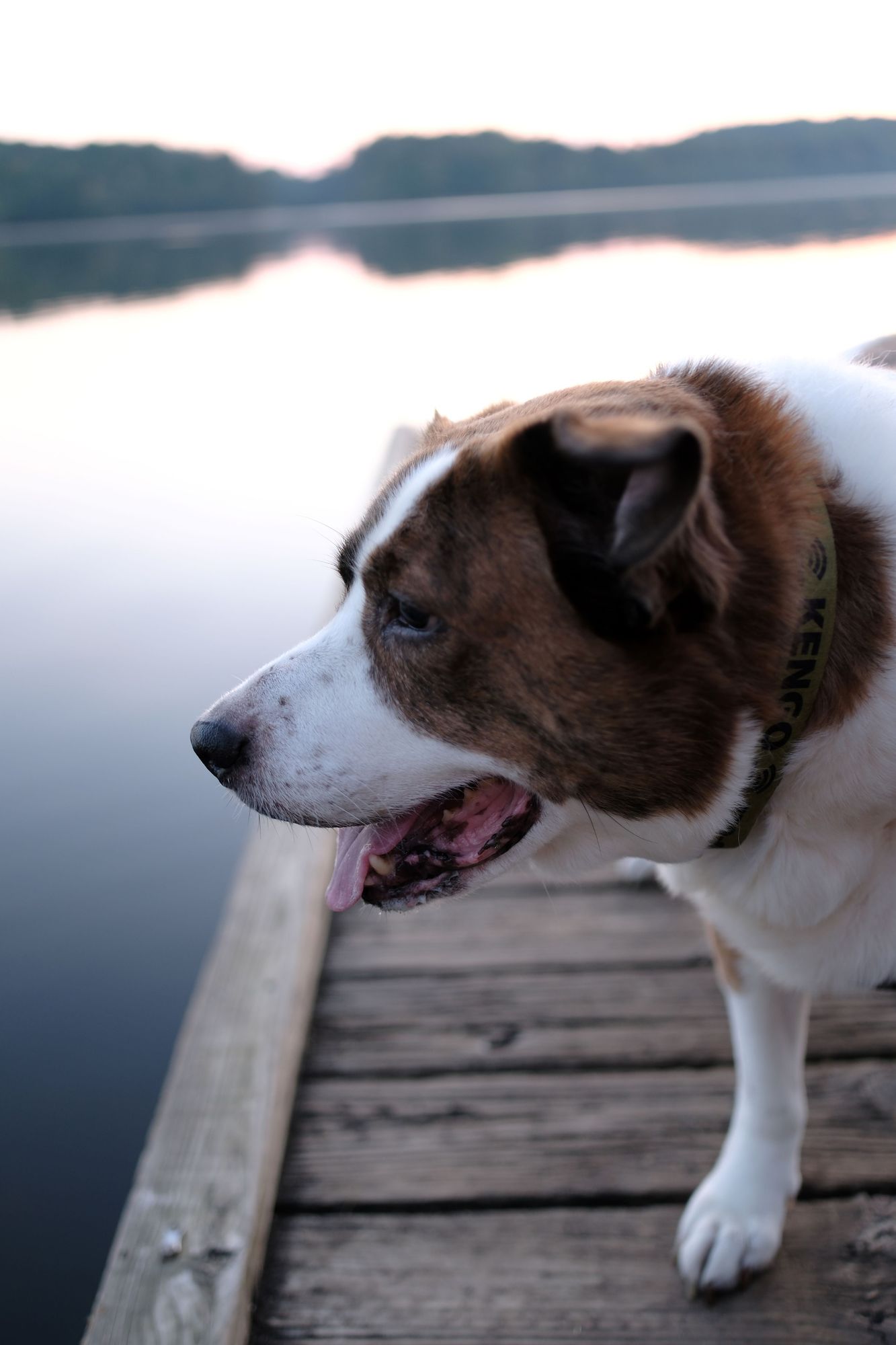 A closeup face of a white and brown dog on a wooden jetty over a lake