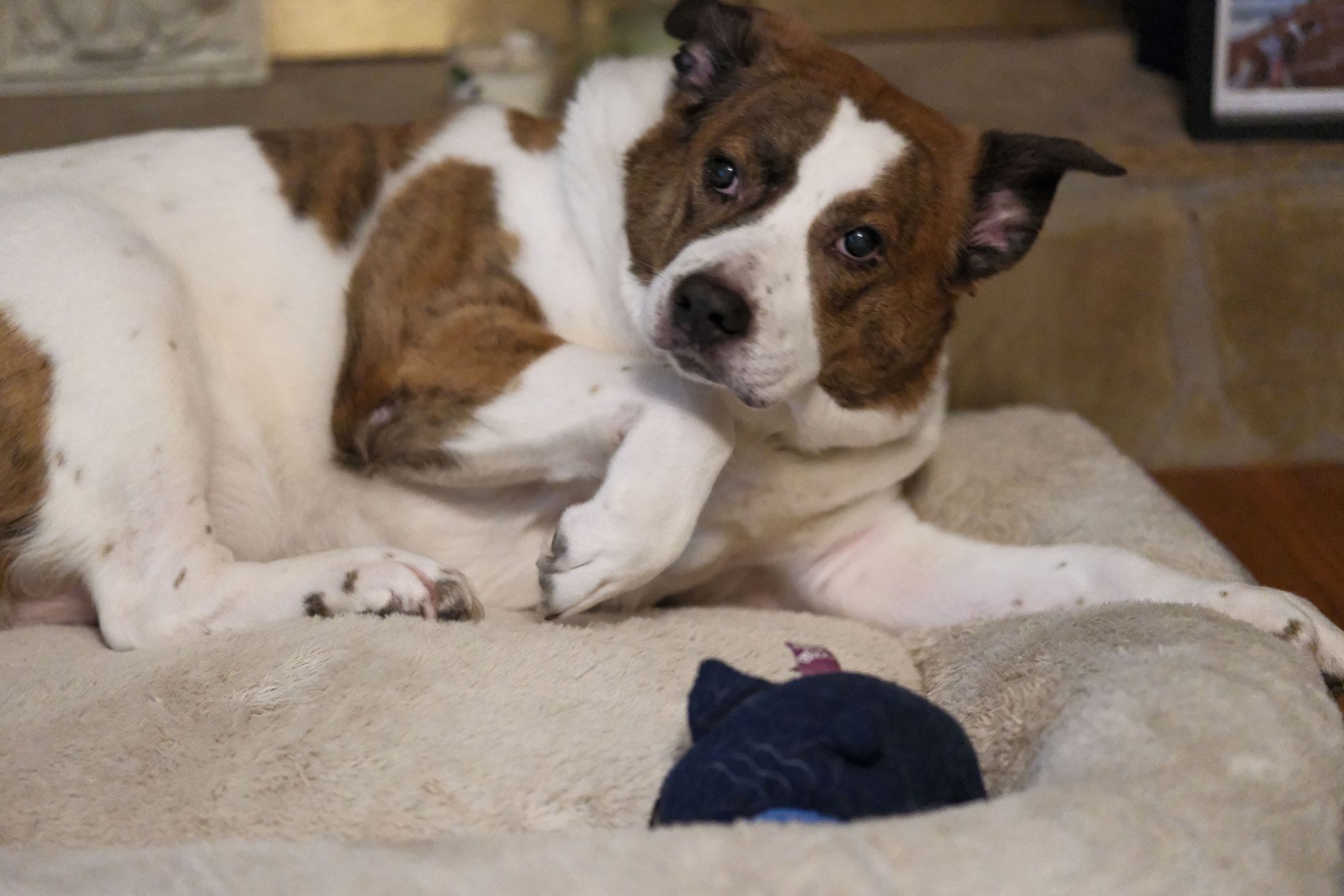 A white and brown dog lying on his bed and was about to change positions, with his head turning toward the left side of the screen. A dark blue toy in his bed in the front, which he never plays with...