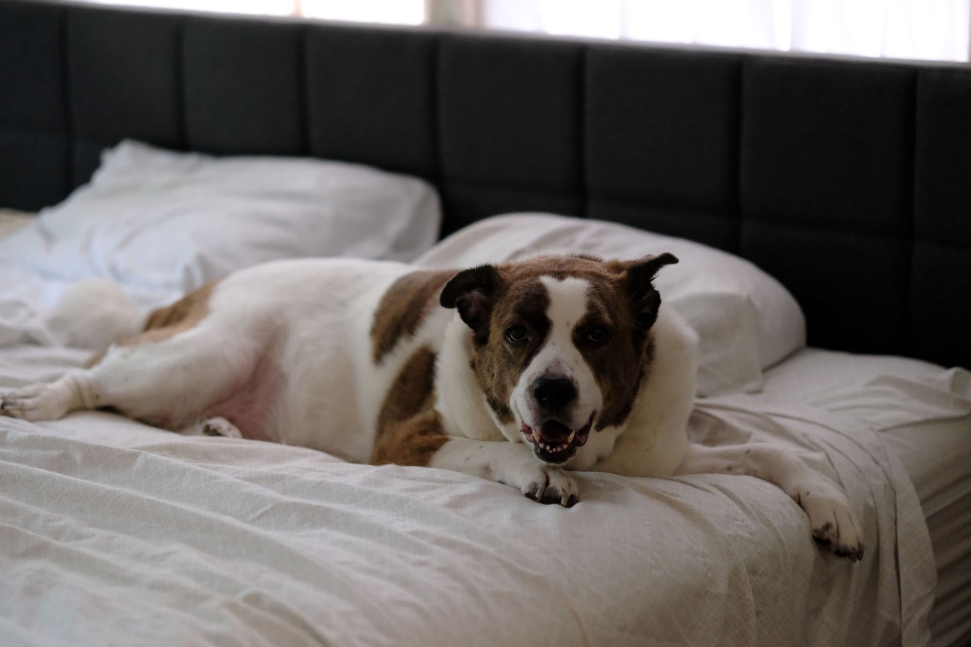 A white and brown dog lying across the bed looking at the camera