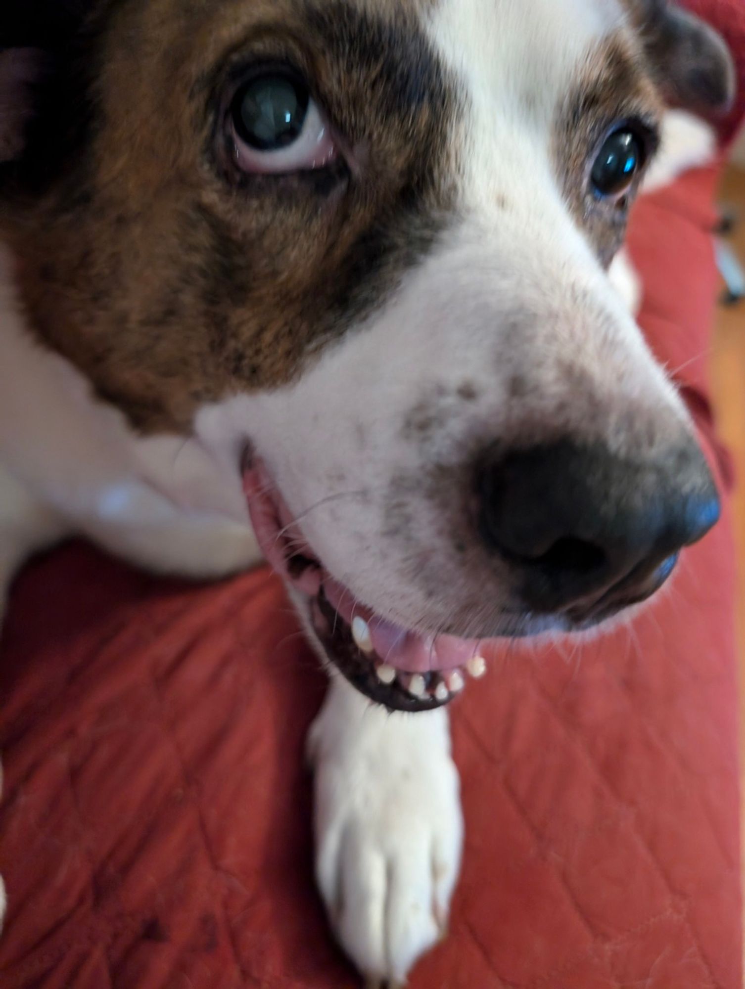 A white and brown dog lying on a couch next to his dad, face close up