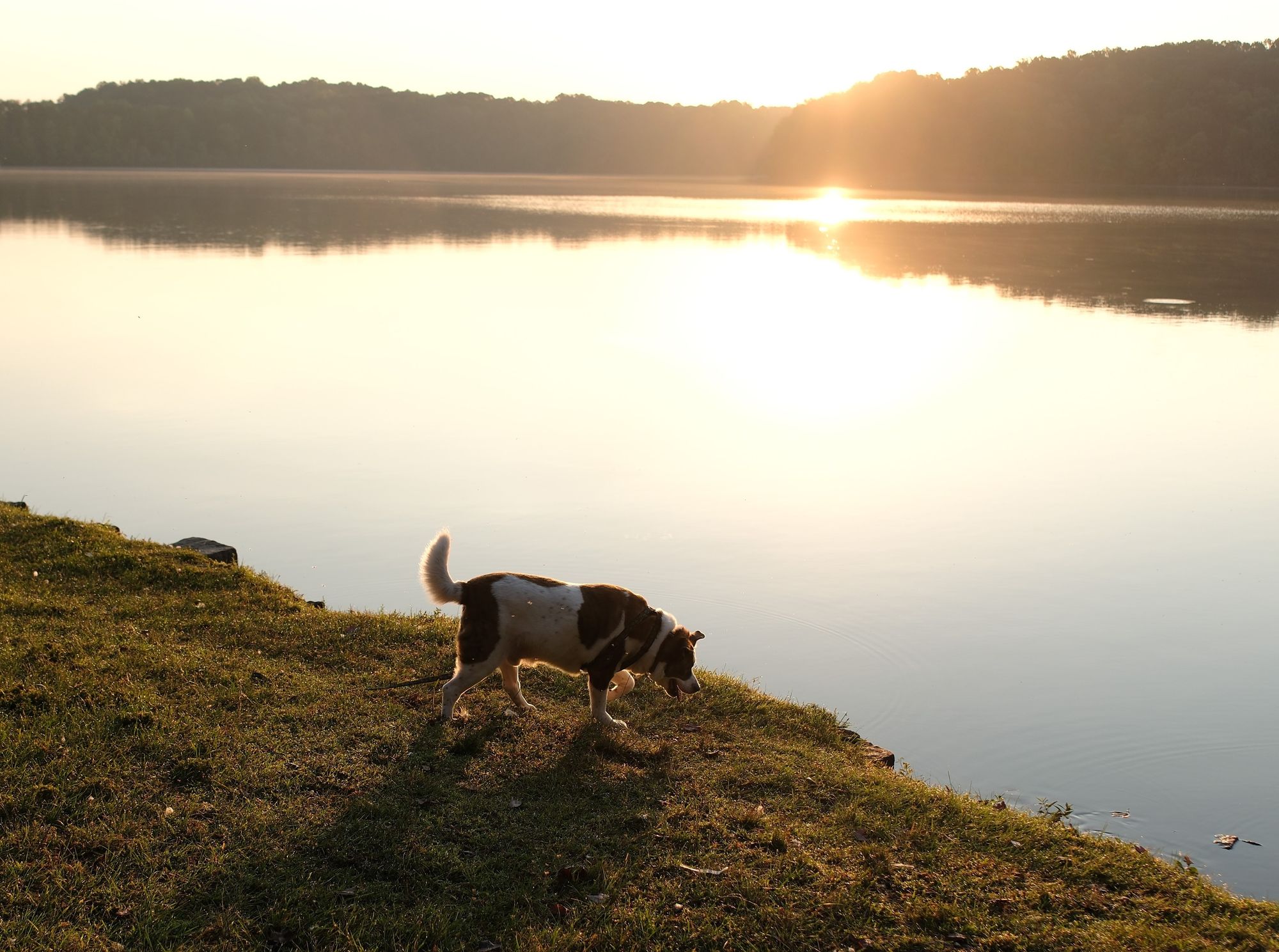 The sun is rising over a lake, the woods and the sun reflected on the lake, a white and brown dog walking on the shore at the bottom