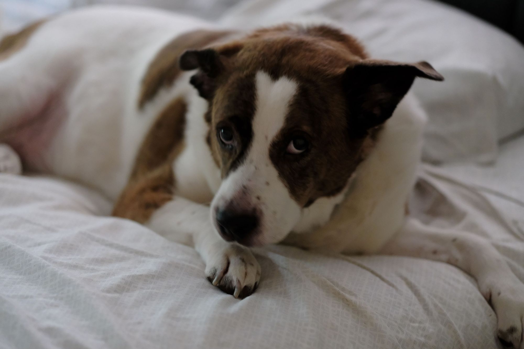 A white and brown dog lying in bed looking at the camera