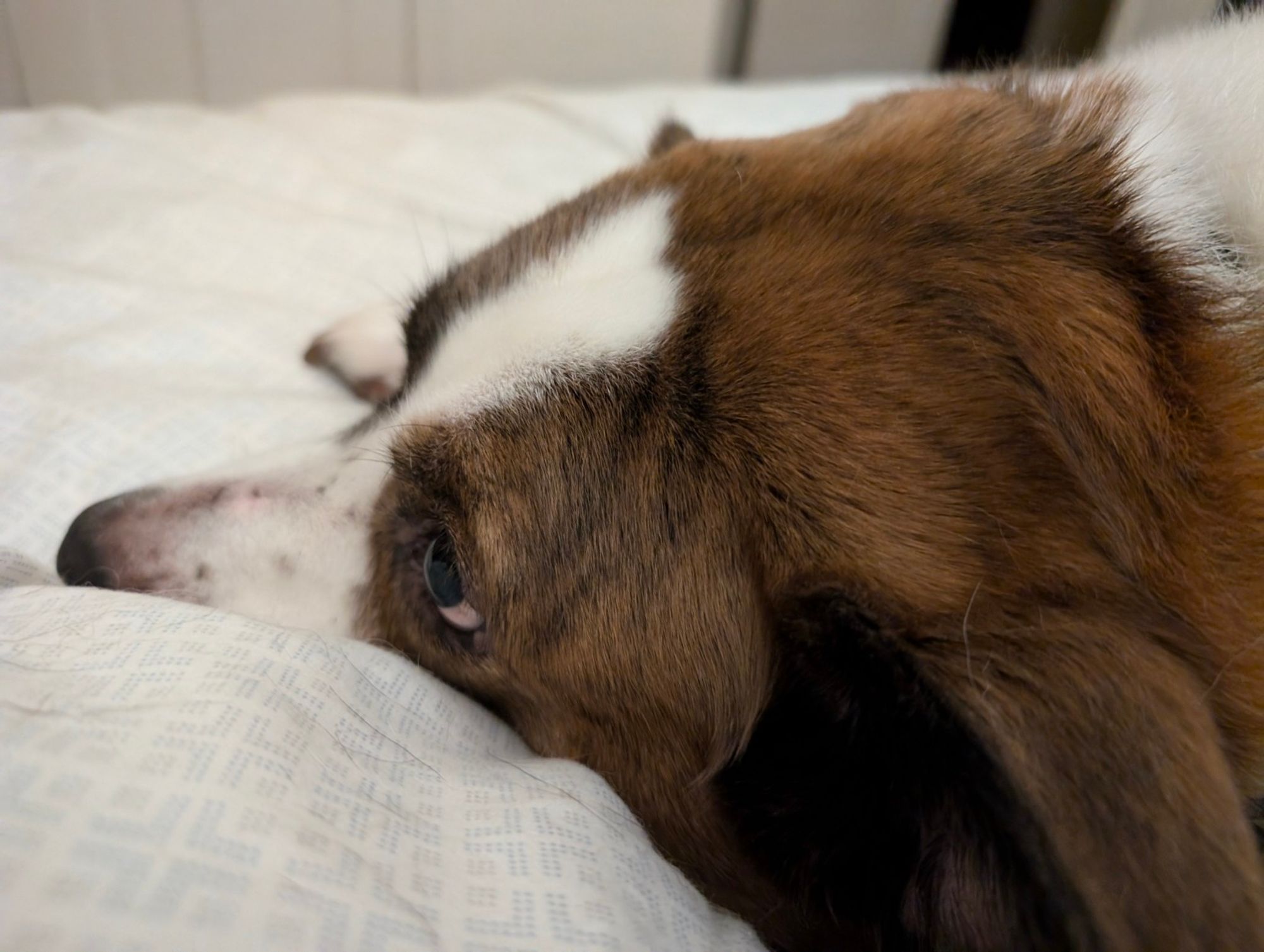 A white and brown dog's face close up, lying on the bed, not far from going to the dreamland.