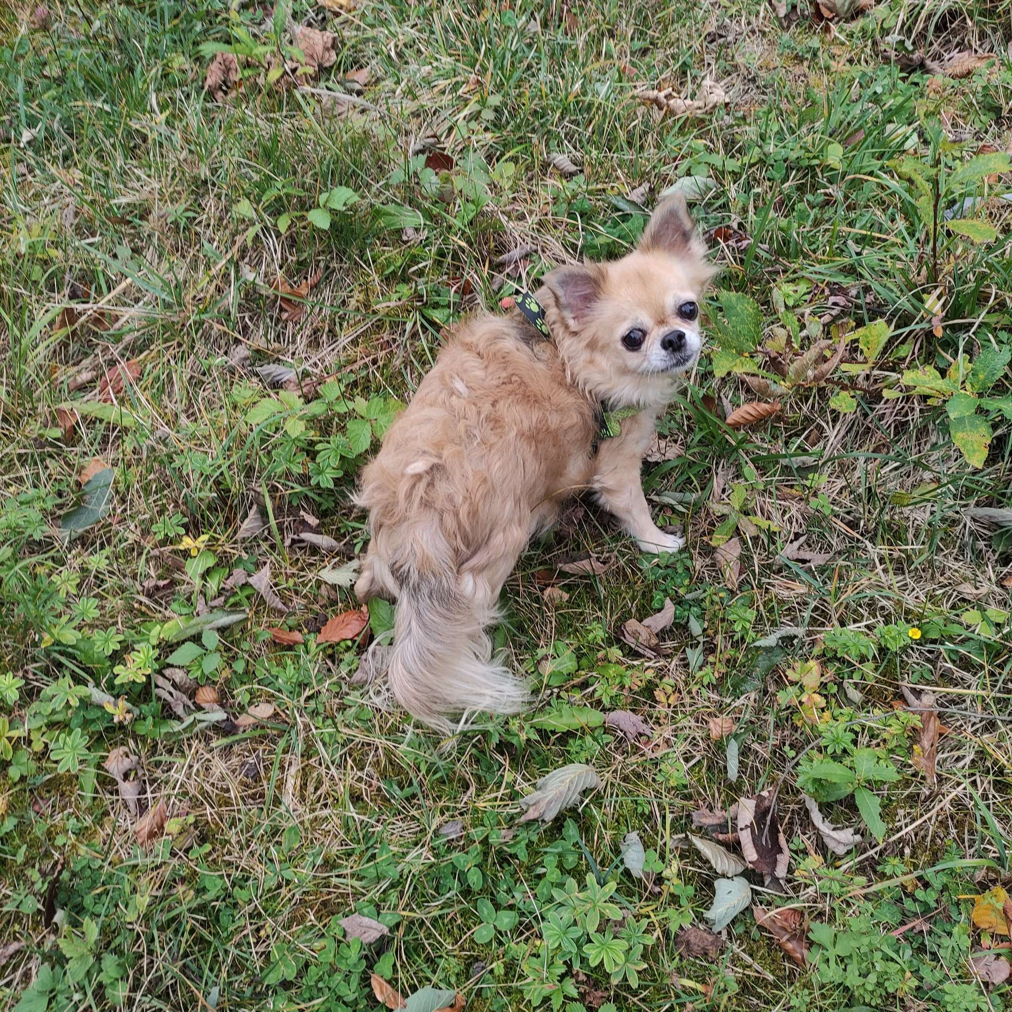 Meine cremefarbene, langhaarige Chihuahua Hündin Motzi