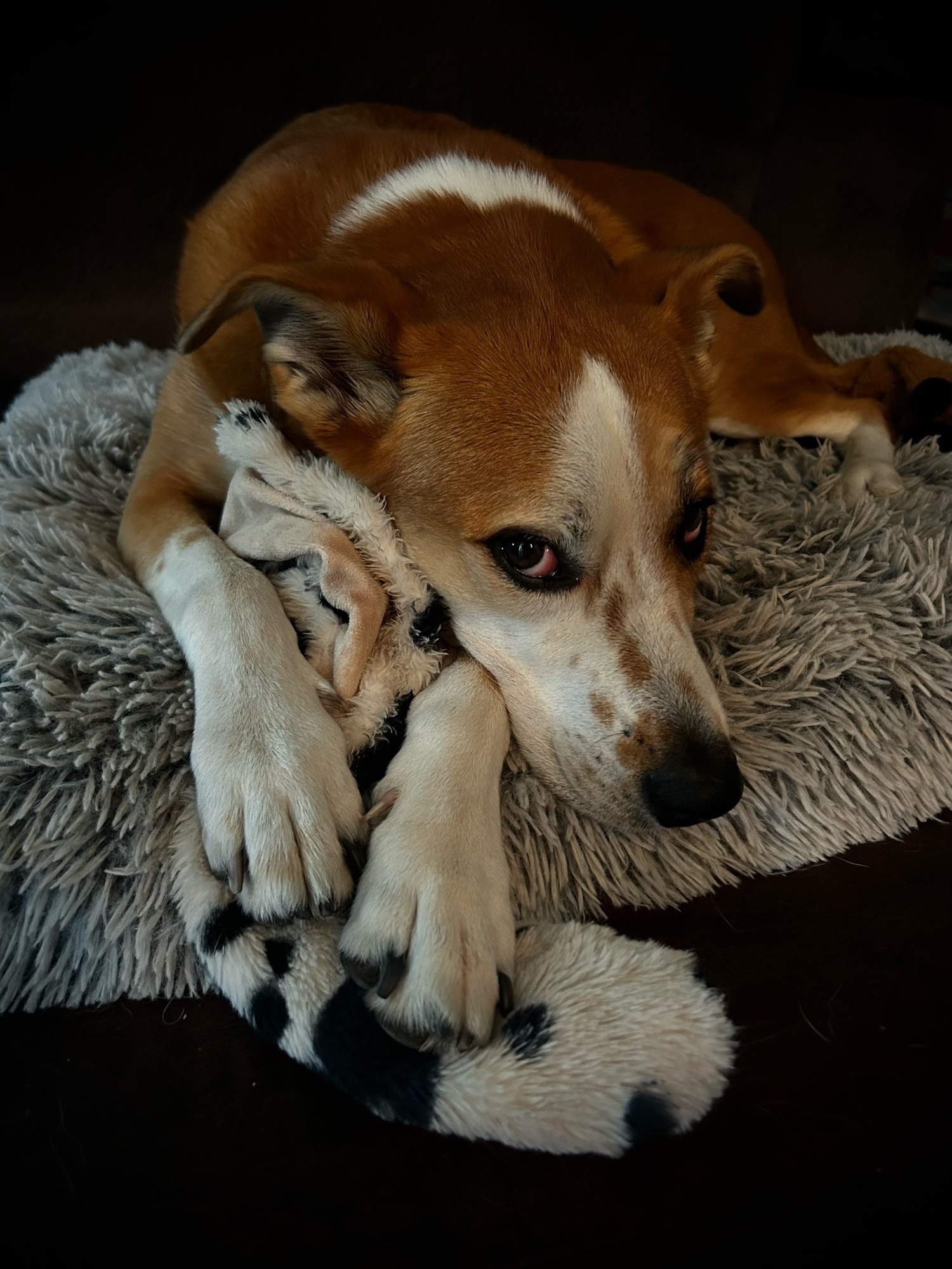 Dog resting on a toy like they’re holding a blanket. 