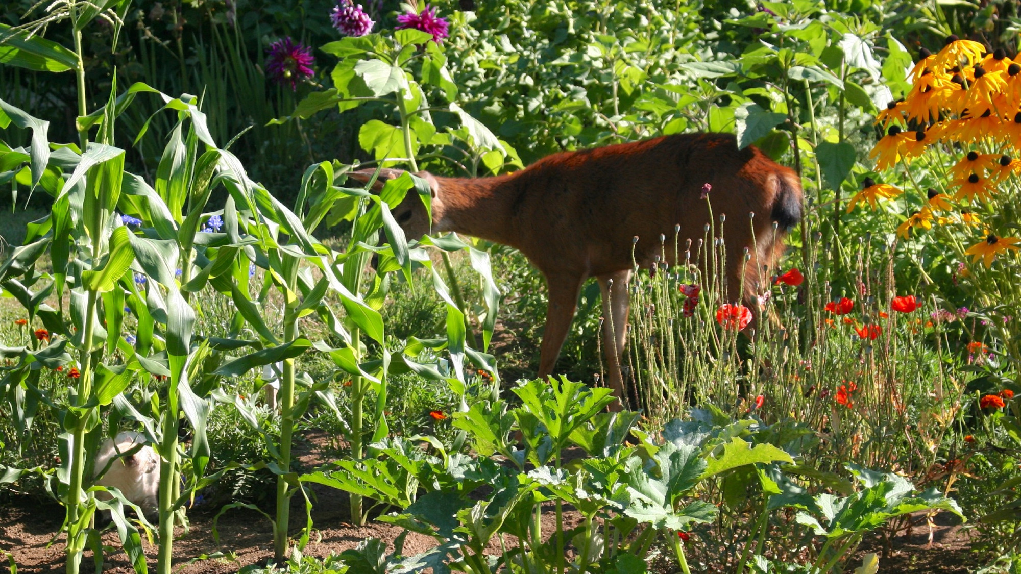 Yearling buck and kitten encounter in a garden corn patch, flowers and squash.