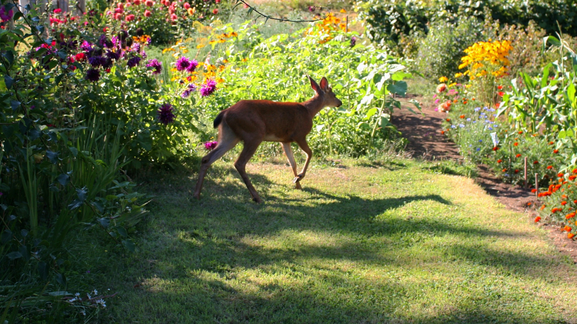 I woke this deer up from resting in the garden, and he's going the wrong way, away from the gate.  Image has lots of flowers and vegetables and a yearling buck.