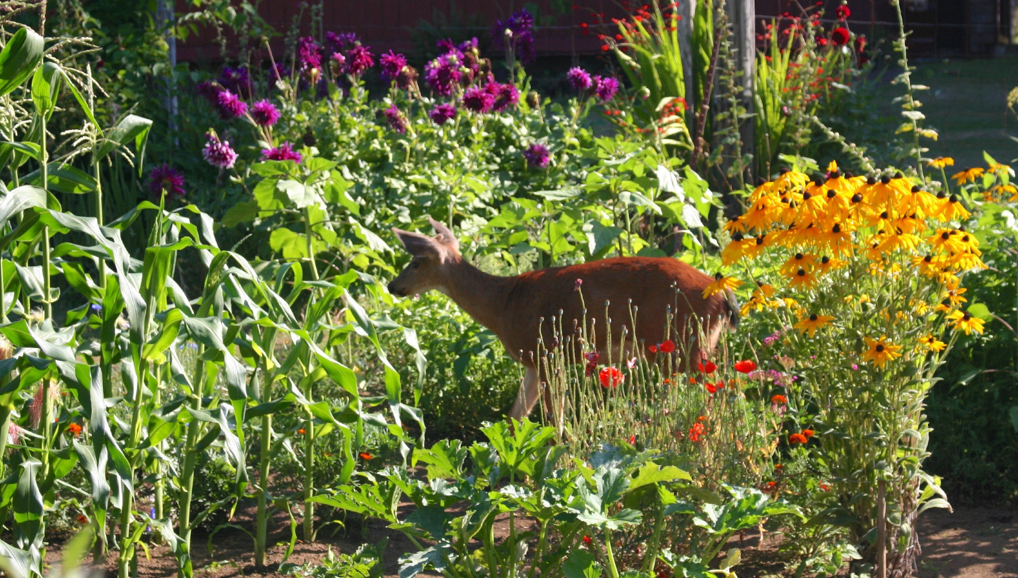 Yearling buck on a garden trail surrounded by flowers and vegetables.