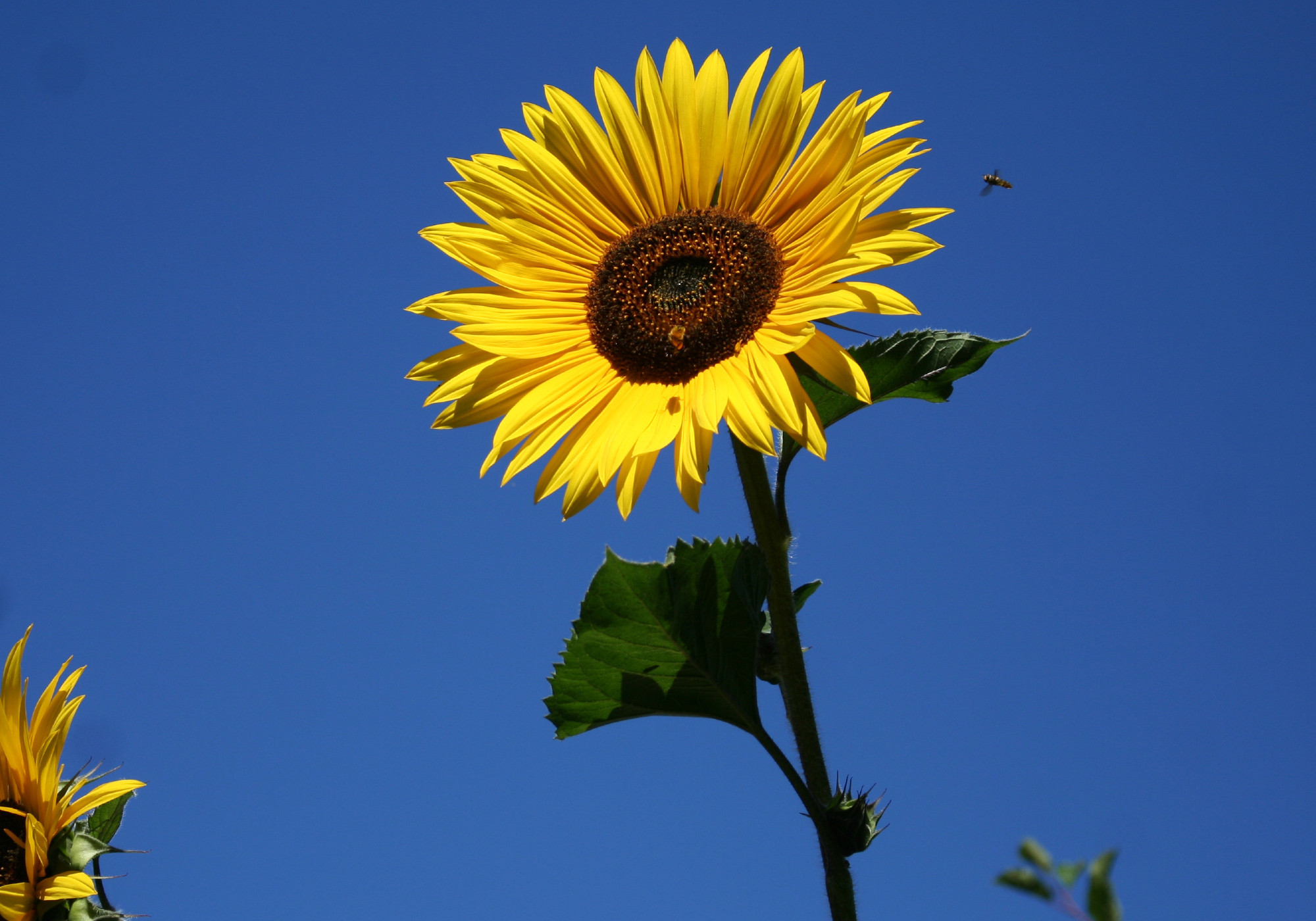 Yellow sunflower with blue sky.  #Ukraine  jqjacobs.net