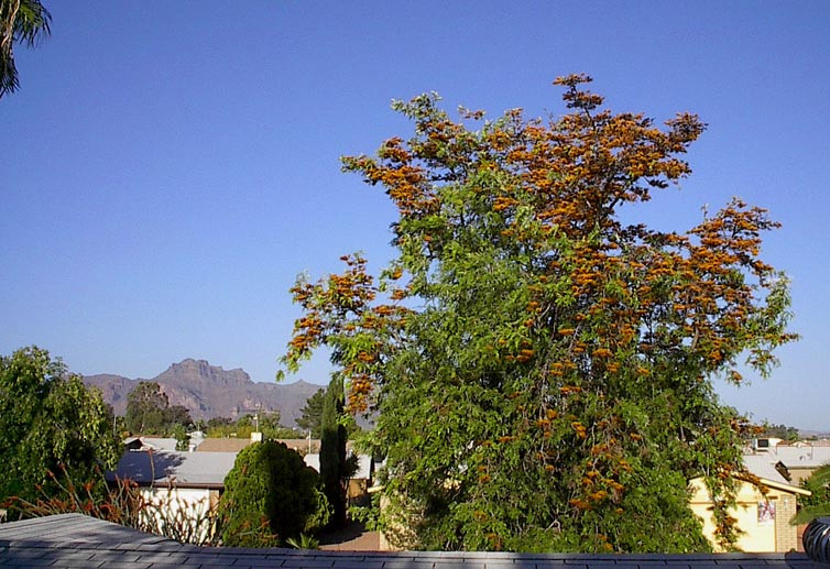 Superstition Mountain view from an Apache Villa rooftop with a silk oak in bloom in the front yard.
