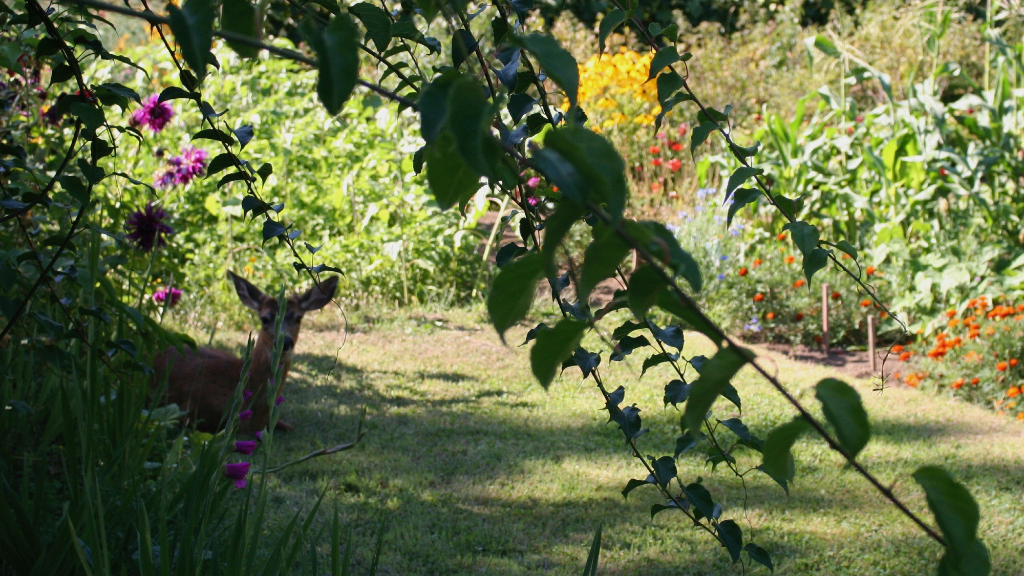 Just resting in the shade, not eating the corn or flowers.  This buck was tamed eating fallen fruit the previous year, before losing his spots.