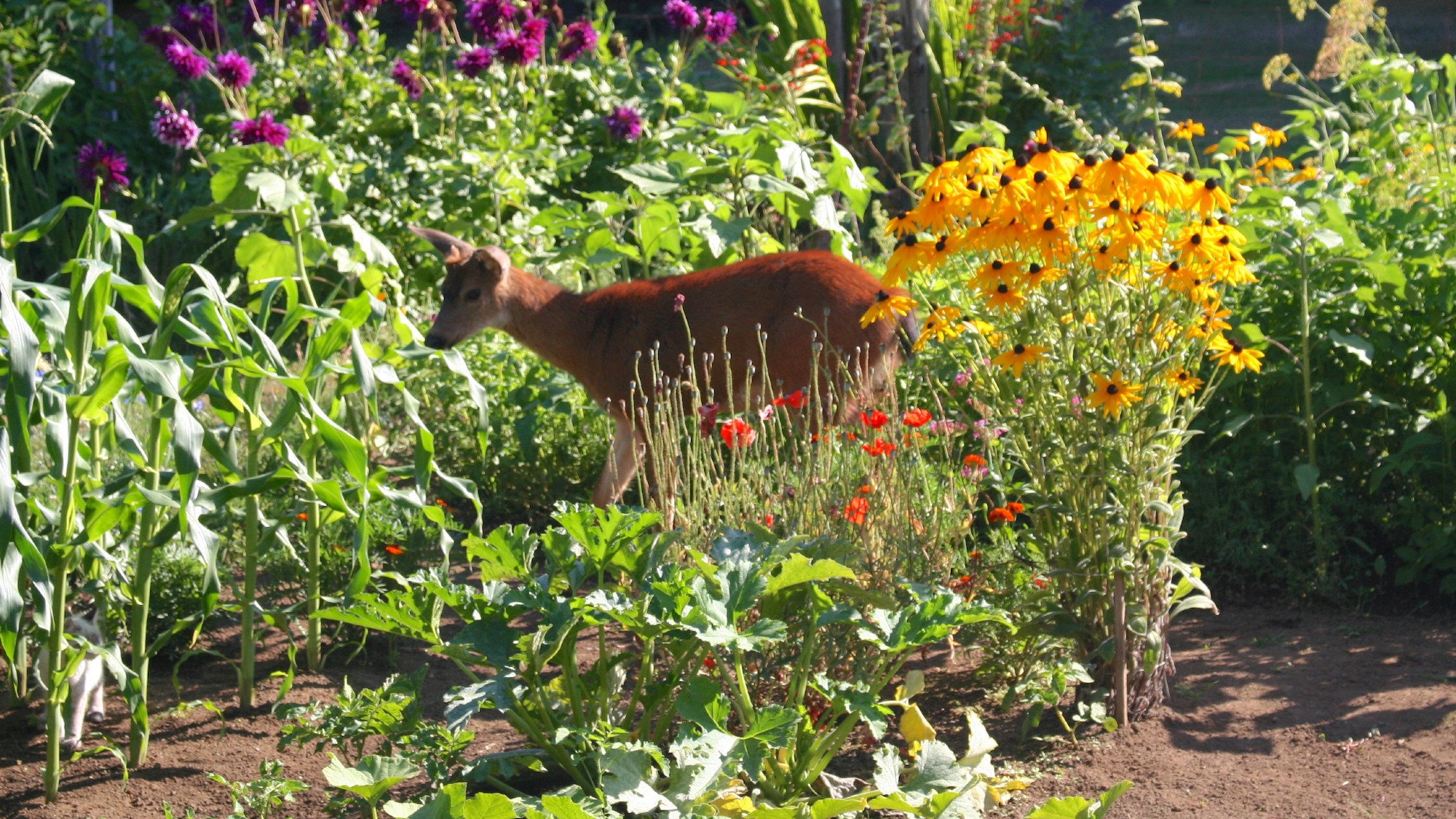 Yearling buck on a garden trail pausing to check out a kitten in the corn patch.