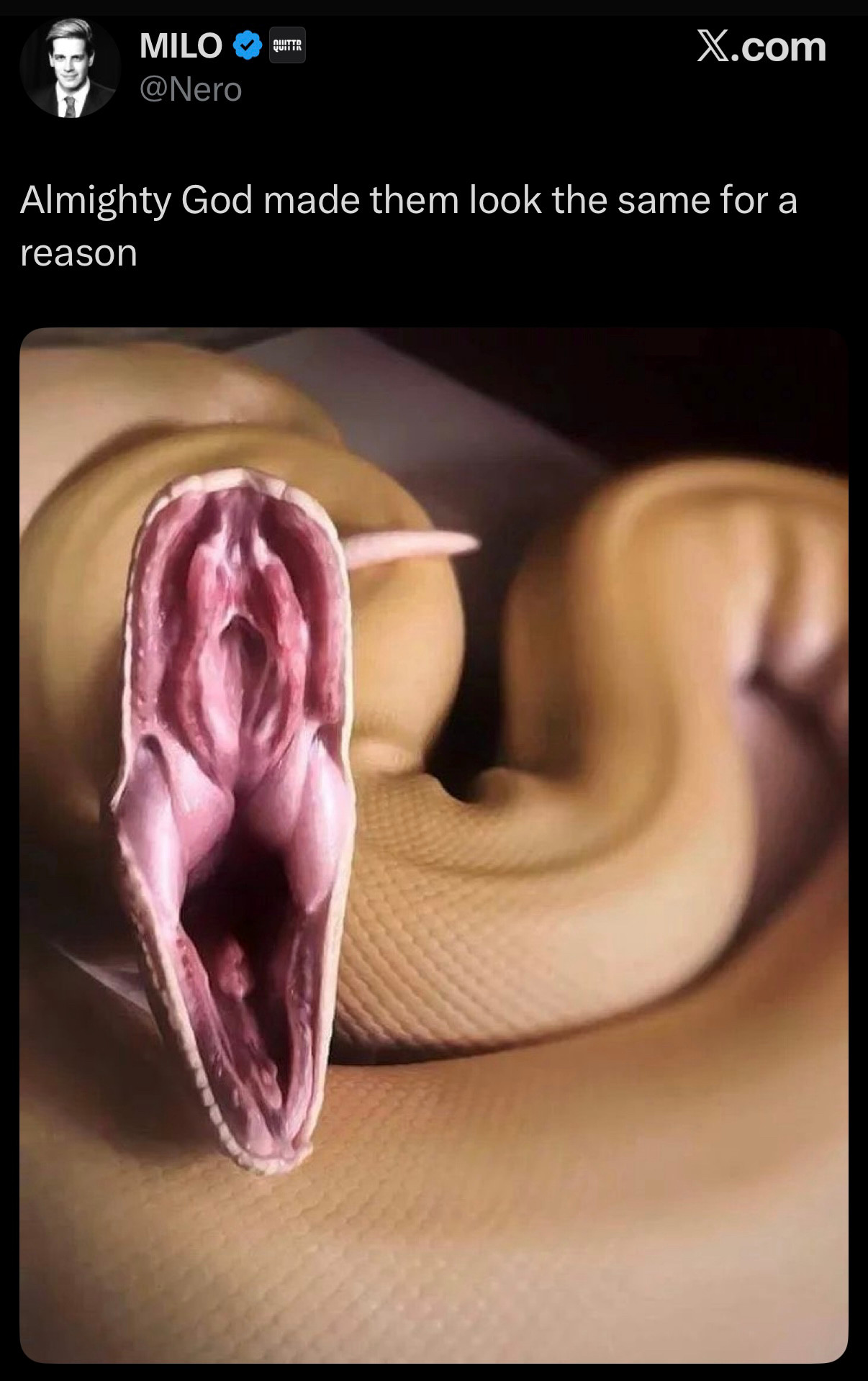 Tweet from MILO @Nero.

Almighty God made them look the same for a reason

Attached is an AI picture of a venomous snake with its mouth stretched wide open towards the camera. It’s supposed to look like a vagina. 