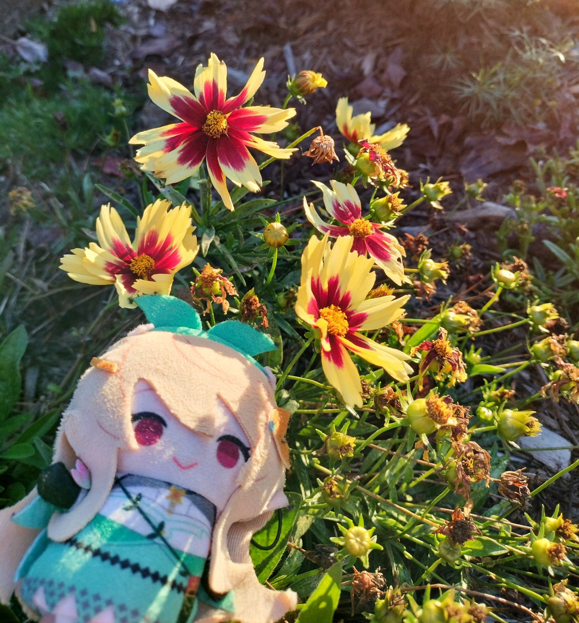 pomu rainpuff finger puppet and a red to yellow petaled coreopsis bathed in the morning sun