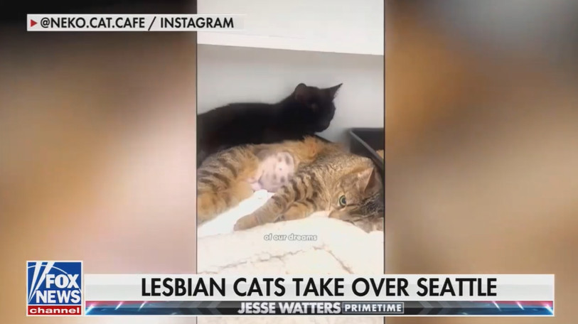 A screenshot from Fox News' Jesse Watters Primetime

There is video playing of a black cat and a brownish orange stripey cat kinda cuddling up

The chyron reads "Lesbian cats take over Seattle"