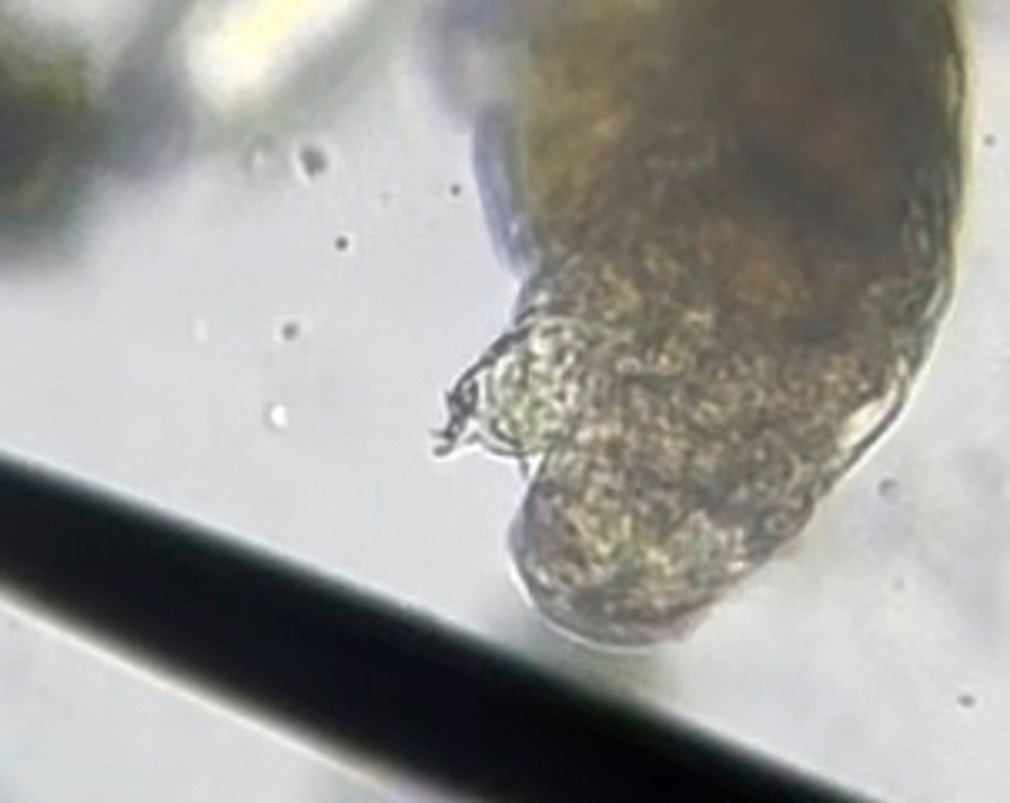 Close up of a tardigrade under a microscope, showing its outstretched little hand.