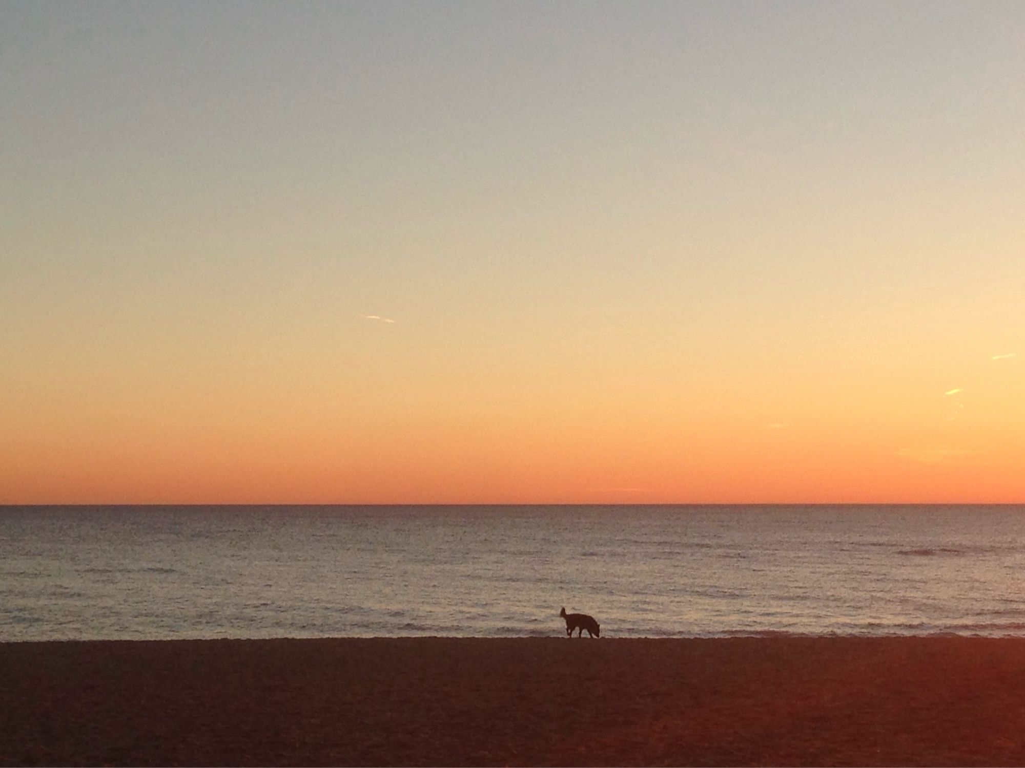 A coyote or stray dog walking along the shore of Lake Michigan at sunrise.