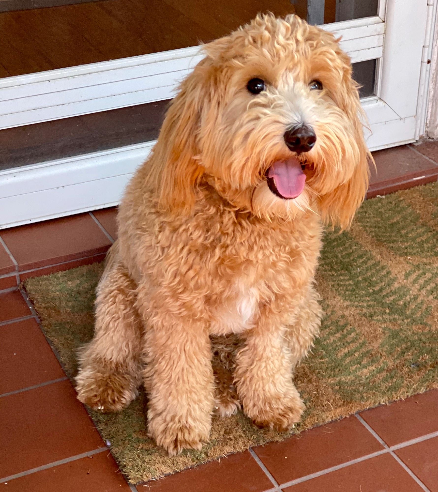 The same dopey golden doodle sitting on a mat outside the door of our old patio. His tongue is out and he is happily looking at the camera.