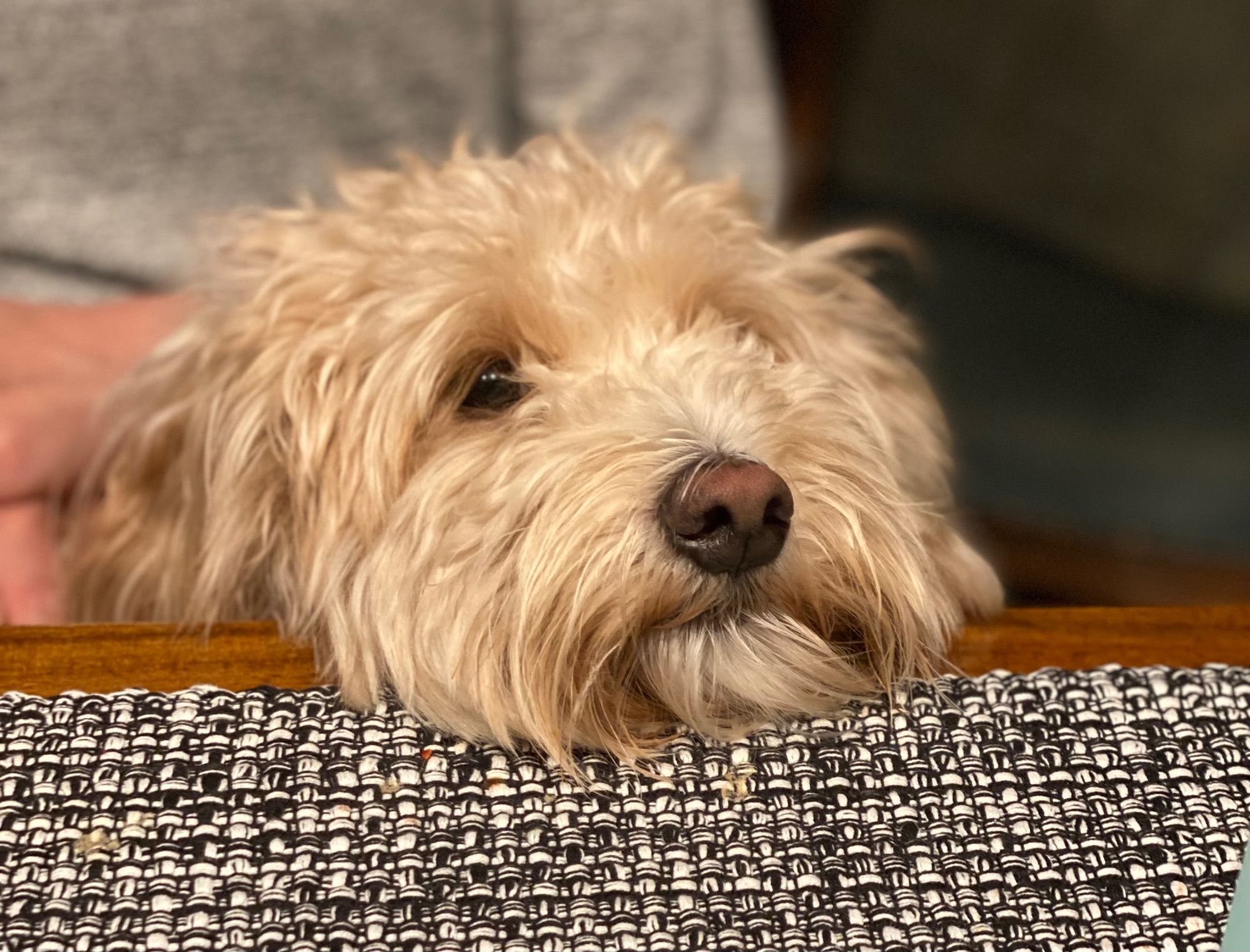 A scruffy golden doodle rests his head on the edge of our dining room table. He has wedged himself between the table and a lap, proving that there was in fact room.