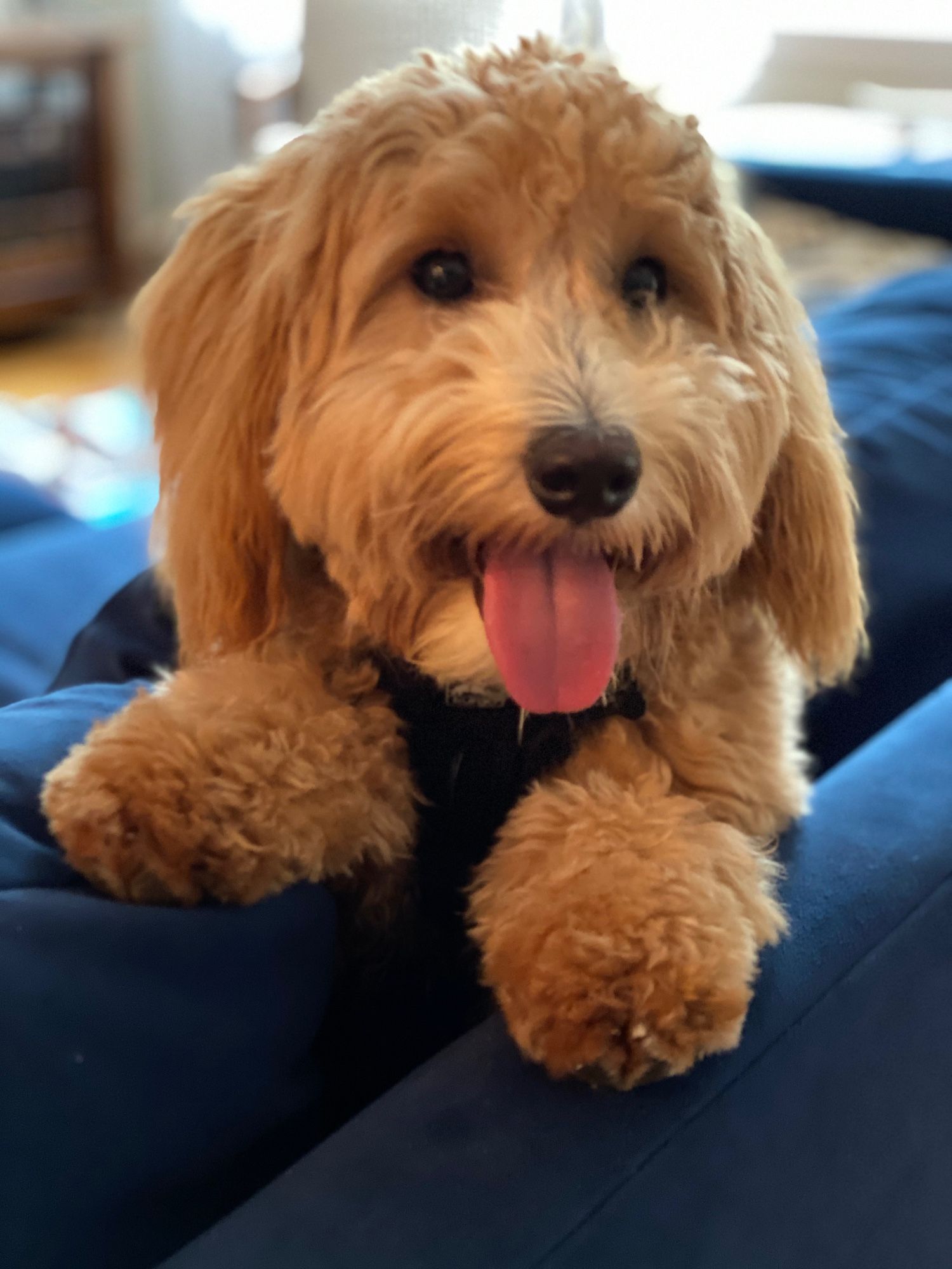 A goofy fluffy golden doodle -- his fur was fluffier when he was younger -- leans over the back of a sofa. His tongue hangs out and he looks like the platonic ideal of a dopey cartoon dog.