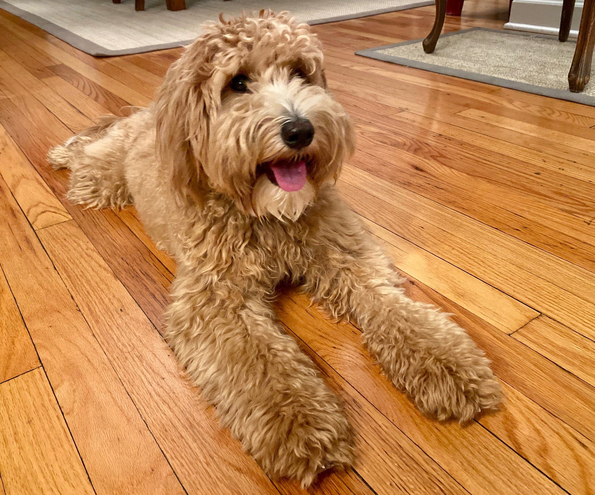 Same fluffy golden doodle, same dopey, happy look. He is posed like the worlds cuddliest sphinx on an orange-brown hardwood floor.