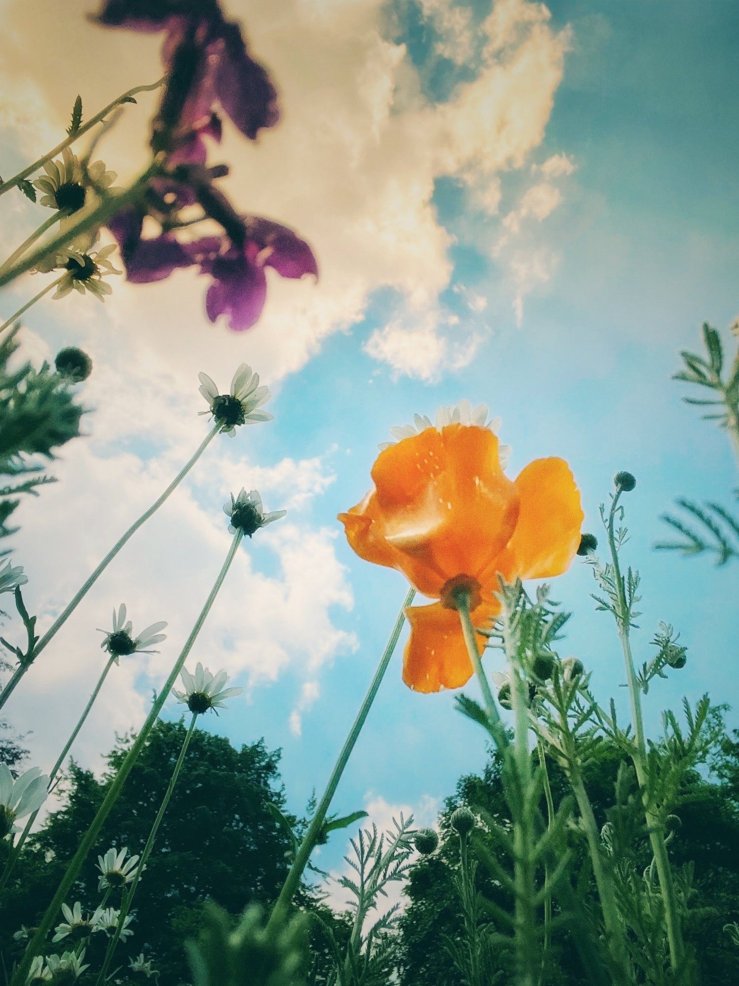 Eine sommerliche Blumenwiese in Froschperspektive fotografiert. Prägnant ist eine orange Mohnblume. Drumherum sind noch andere Pflanzen zu sehen. Es macht den Eindruck als hätte man auf der Wiese gelegen und nach oben fotografiert. Der Himmel ist blau mit Wolken durchzogen.