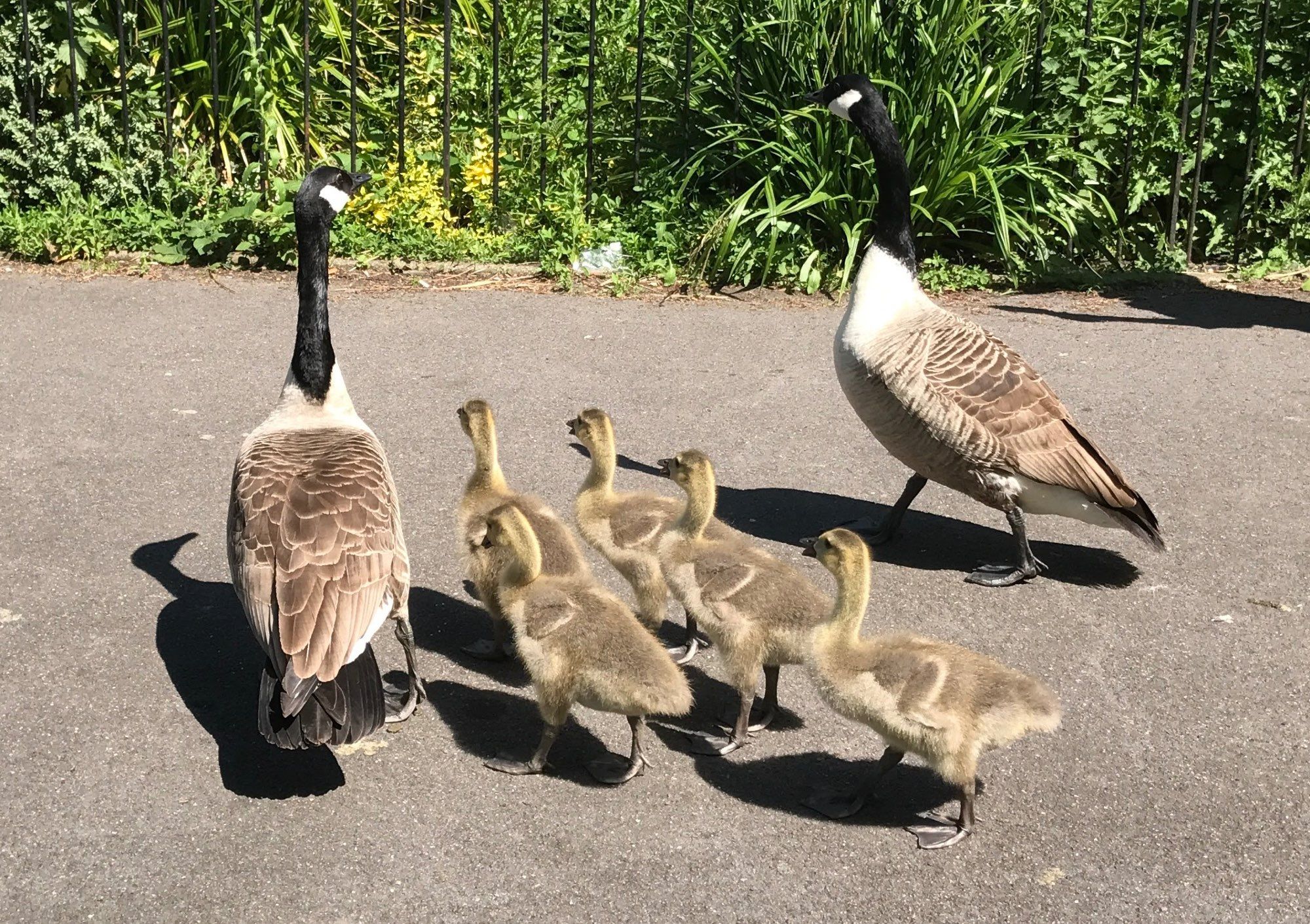 Geese and goslings in Ruskin Park