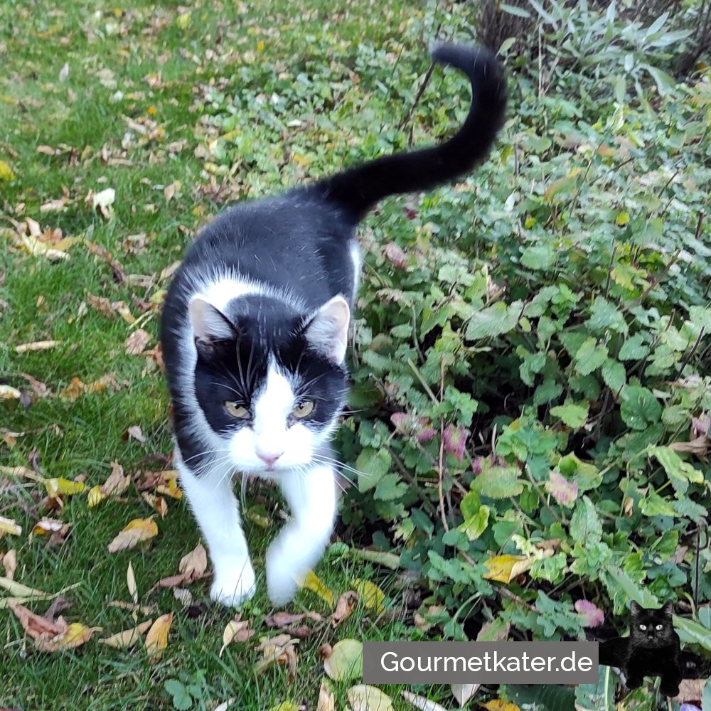 Katze im Garten