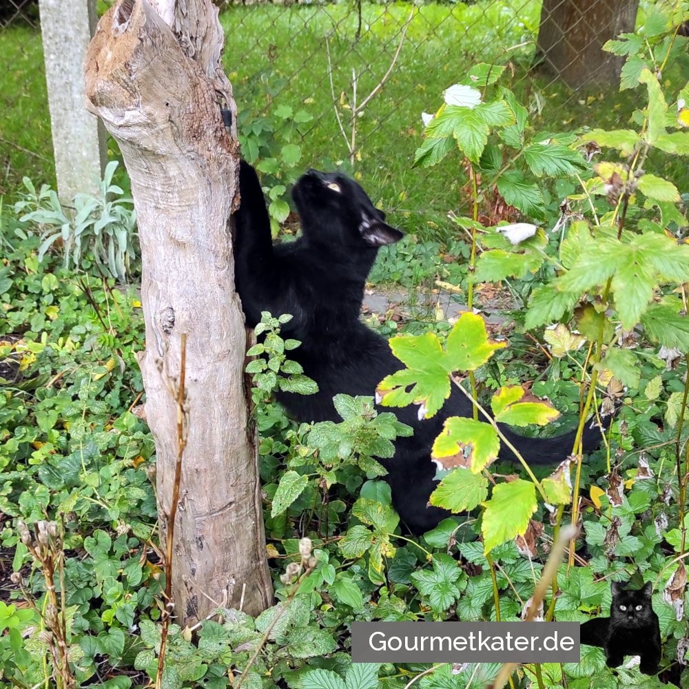 Schwarzer Kater im Garten