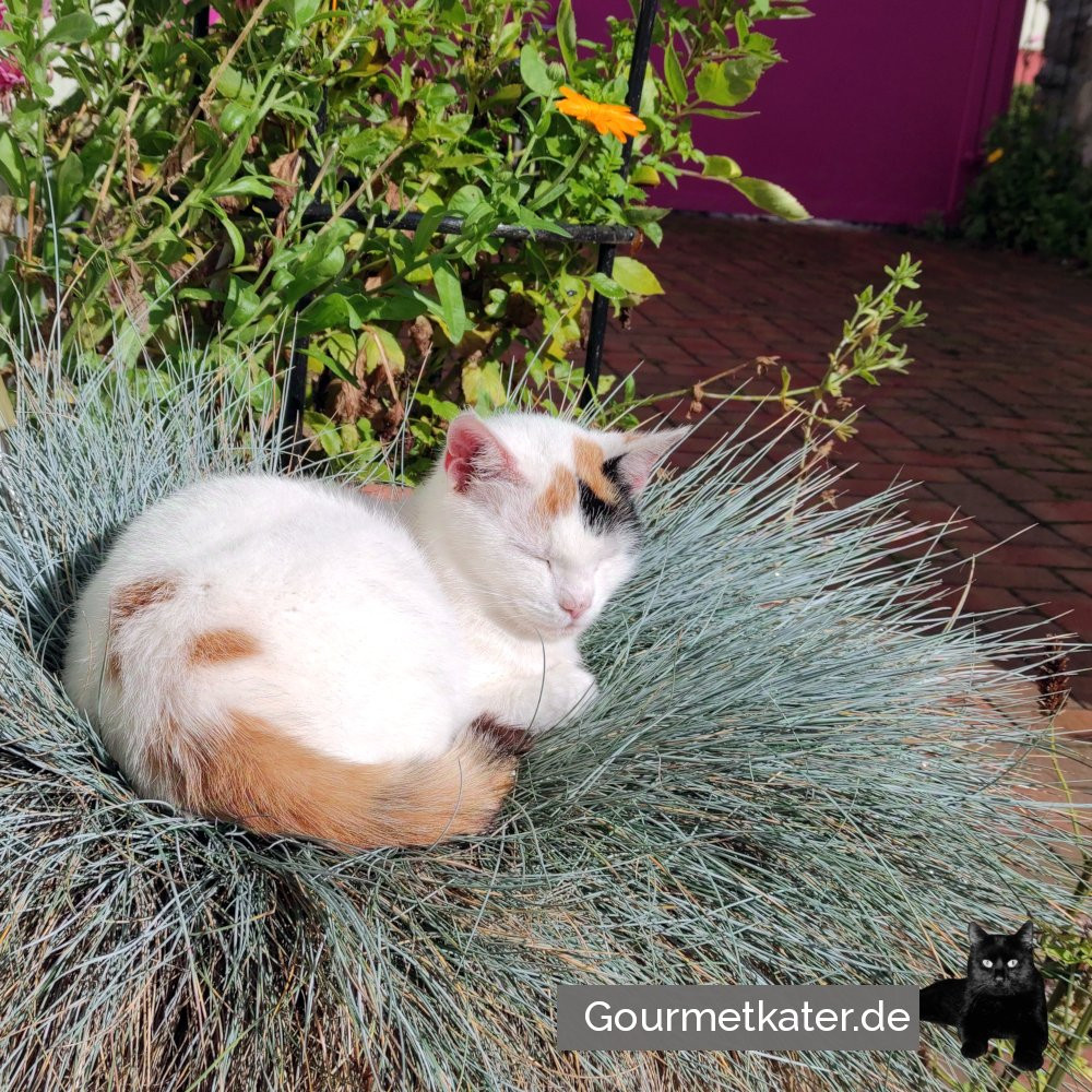 schlafende Katze auf Grastopf