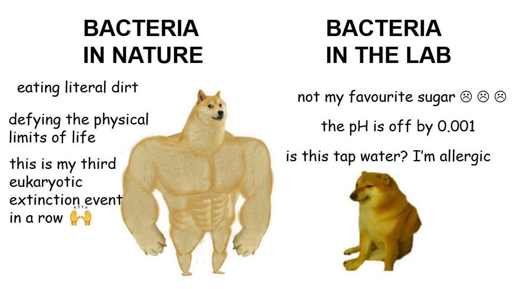 buff/wimpy doge meme

buff doge: Bacteria In Nature
eating literal dirt
defying the physical limits of life
this is my third eukaryotic extinction event in a row

wimpy doge: Bacteria in the Lab
not my favorite sugar =(
the pH is off by 0.001
is this tap water?  I'm allergic