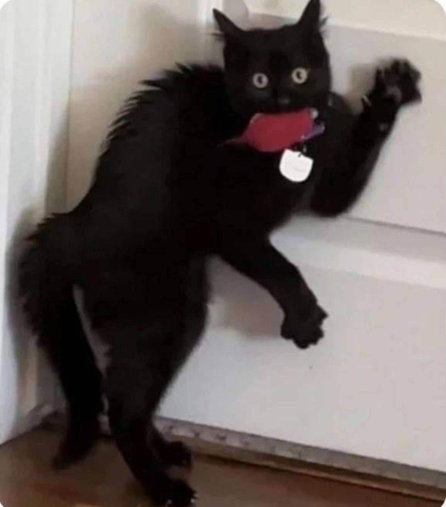 A black cat striking a weirdly medieval pose