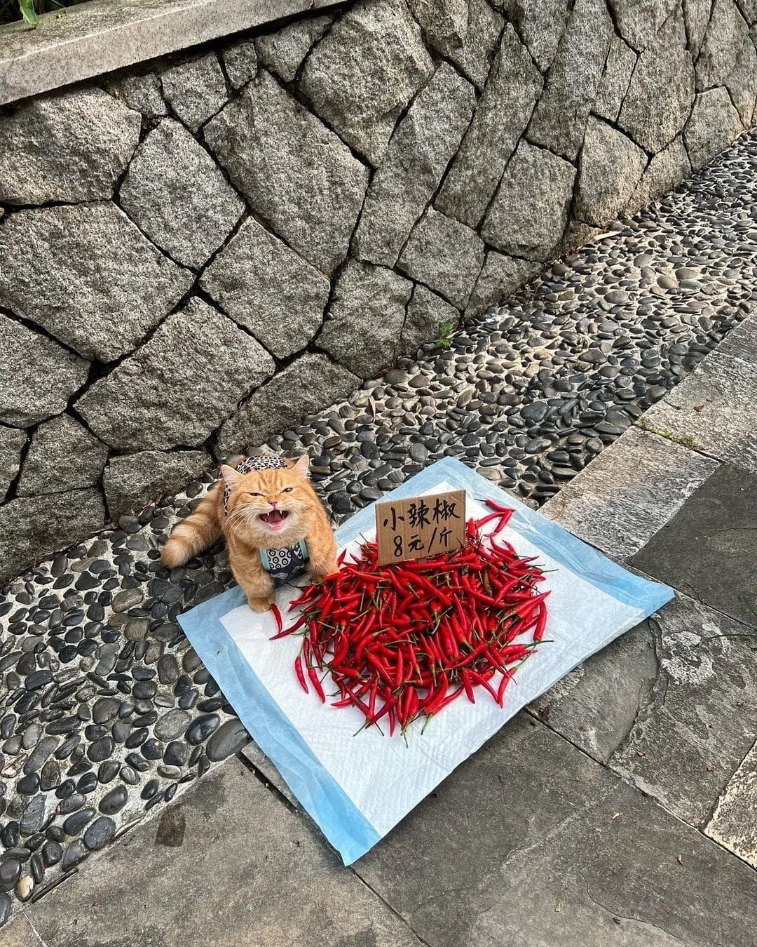 a small yelling orange cat sitting next to a large pile of small red chili peppers with a cardboard price sign stuck in the pile