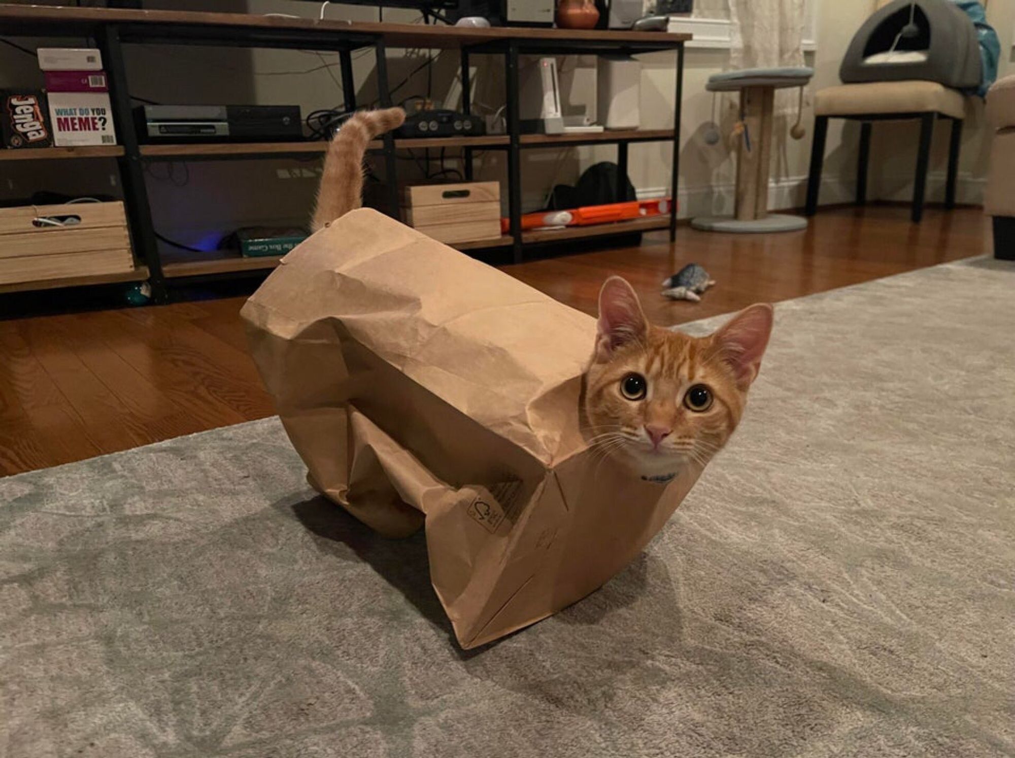 orange cat in a paper back with its head sticking out