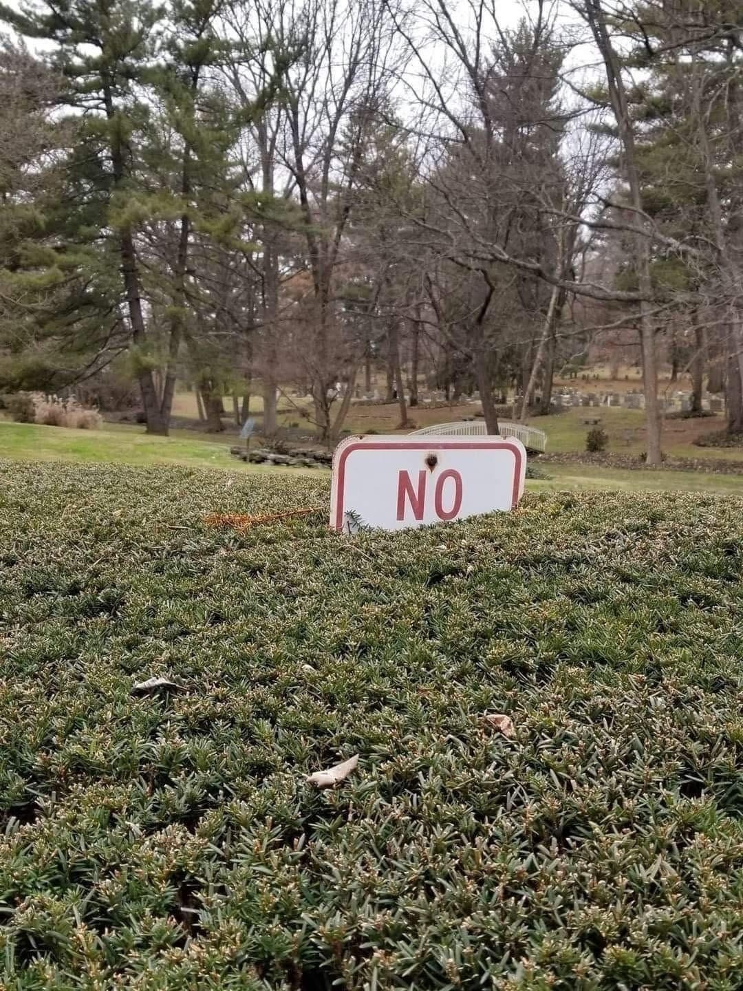 sign protruding from a hedge, the only visible word is 'no'